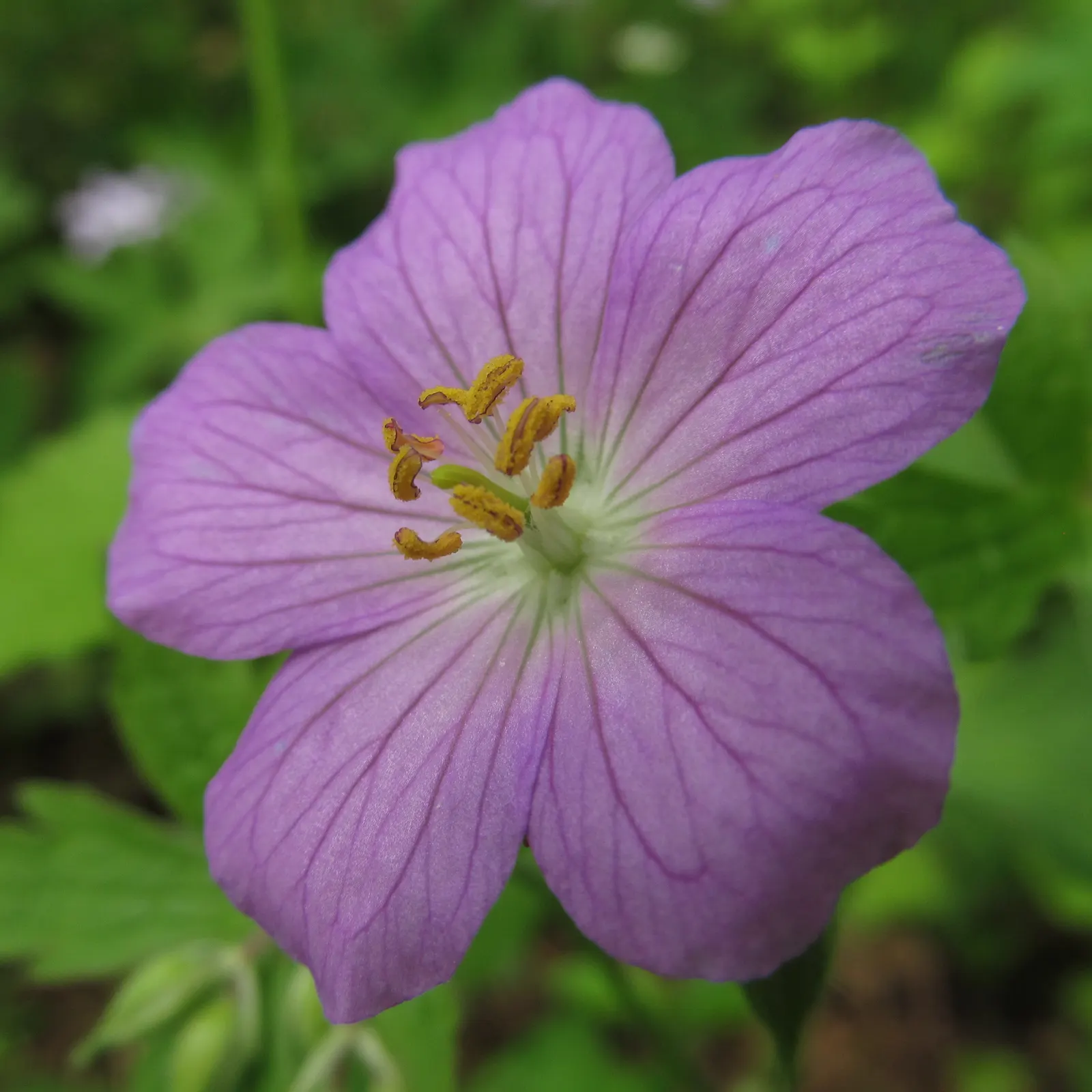Wild Geranium (Geranium Maculatum) — perennial with pink blooms; mature plants reach a stately height of about 18 to 24 inches