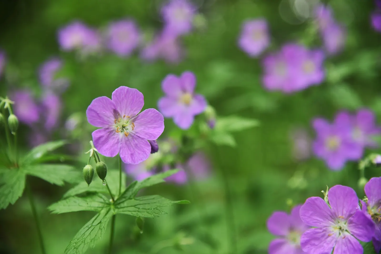 Wild Geranium (Geranium Maculatum) — Geranium maculatum steals the show with a profusion of delicate blooms; it boasts distinctive 1.5-inch-wide, image 59