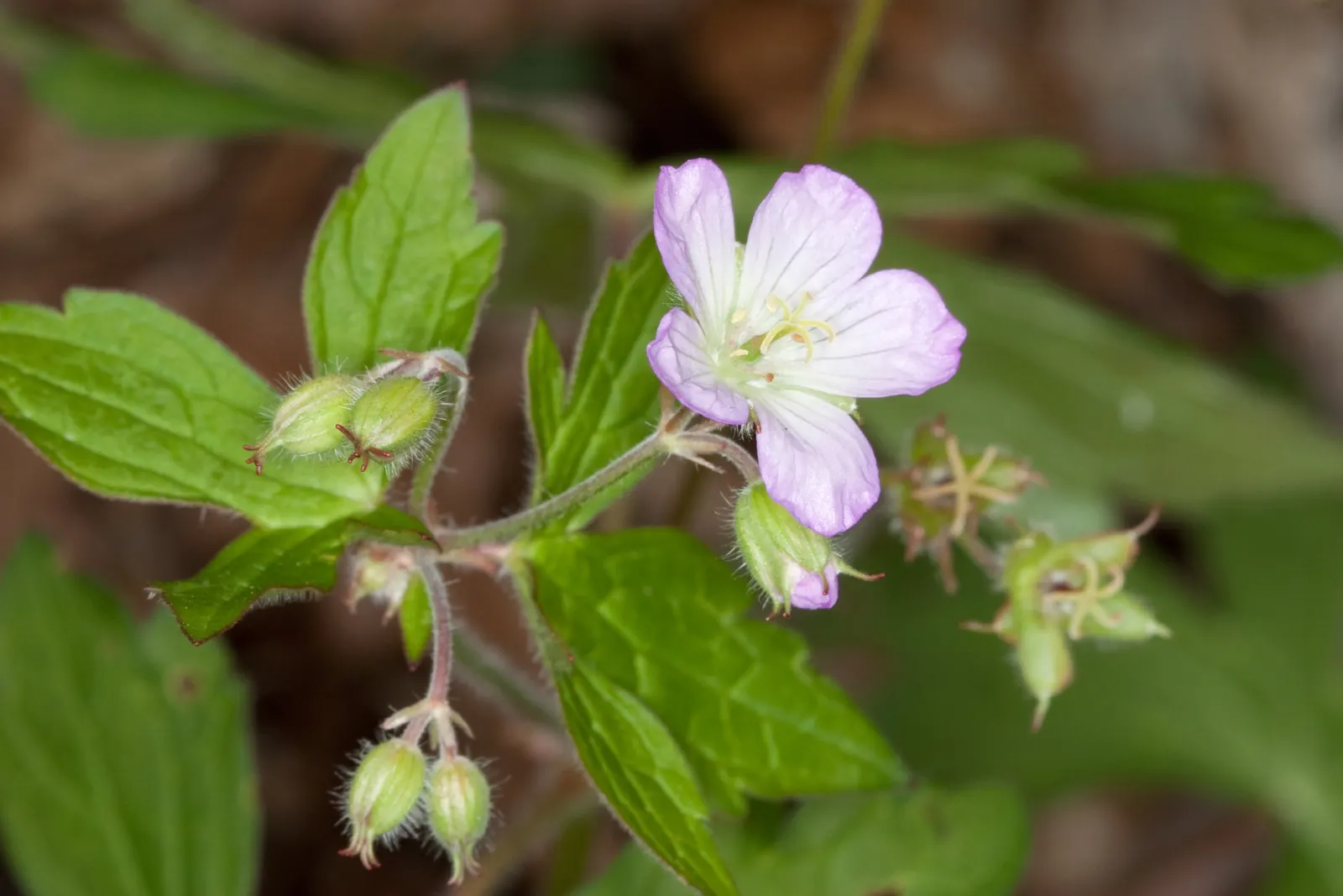Wild Geranium (Geranium Maculatum) — Geranium maculatum is an attractive; perennial for full or half, image 69