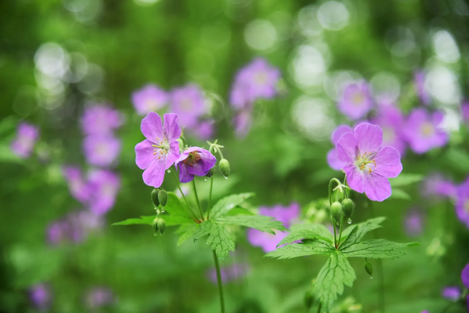 Wild Geranium (Geranium Maculatum) — measure between 1 to 1.5 inches across and are borne in loose clusters atop erect; the Wild Geranium prefers rich