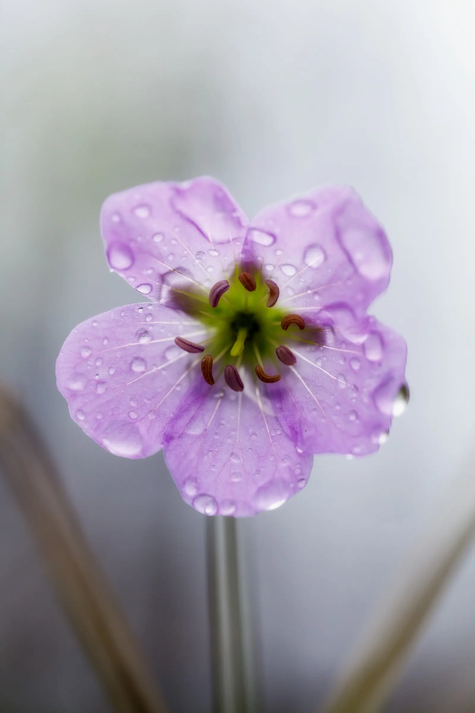 Wild Geranium (Geranium Maculatum) — pink flowers in the garden; flourishing in USDA zones 3 through 8