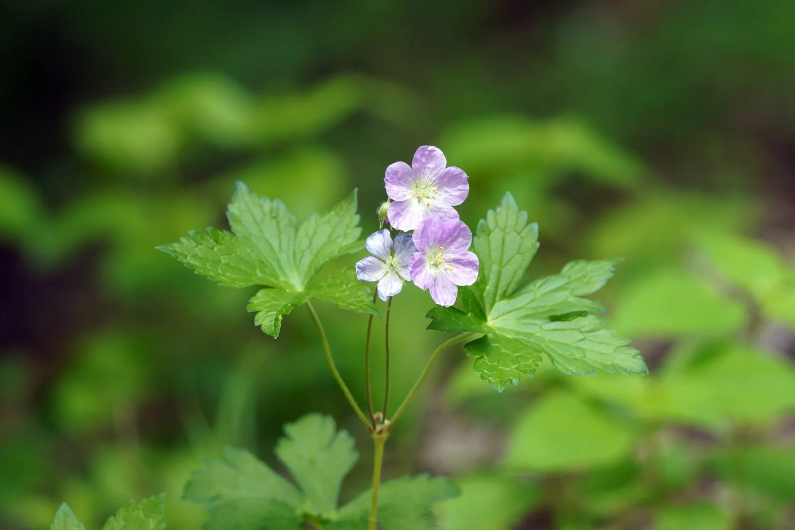 Wild Geranium (Geranium Maculatum) — and can be used for woodland gardens; wild Geranium (Geranium maculatum) is a shade-tolerant perennial reaching 1 to 2