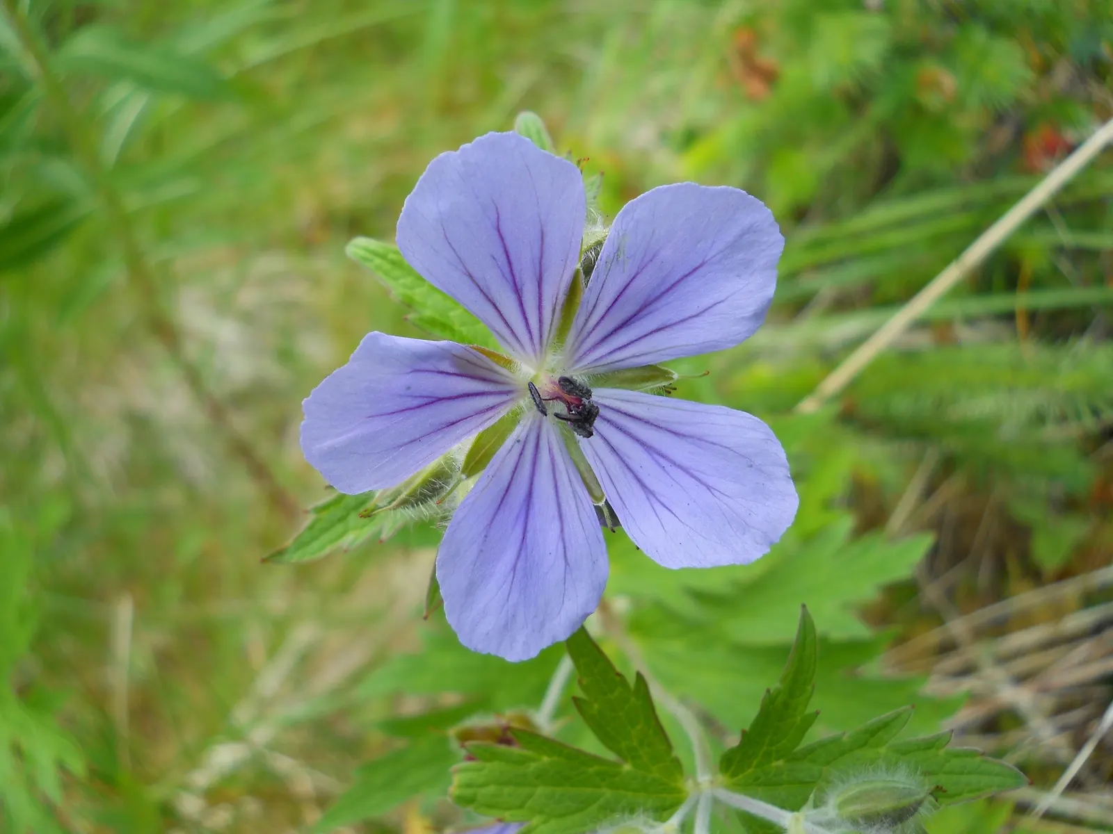 Wild Geranium (Geranium Maculatum) — Wild Geranium (Geranium maculatum) is a shade-tolerant perennial reaching 1 to 2 feet in height; and can be, image 97