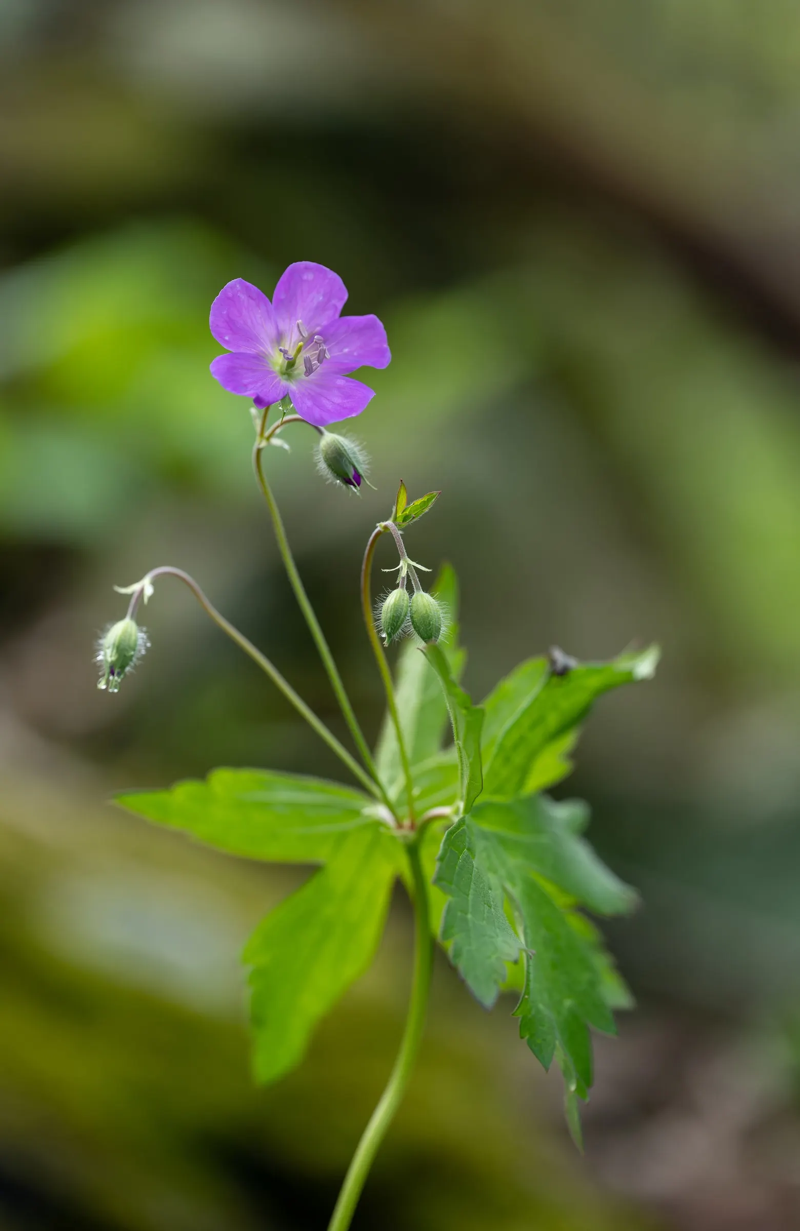 Wild Geranium (Geranium Maculatum) — Its clumping habit and foliage, which turns red in fall, make it an attractive ground cover option