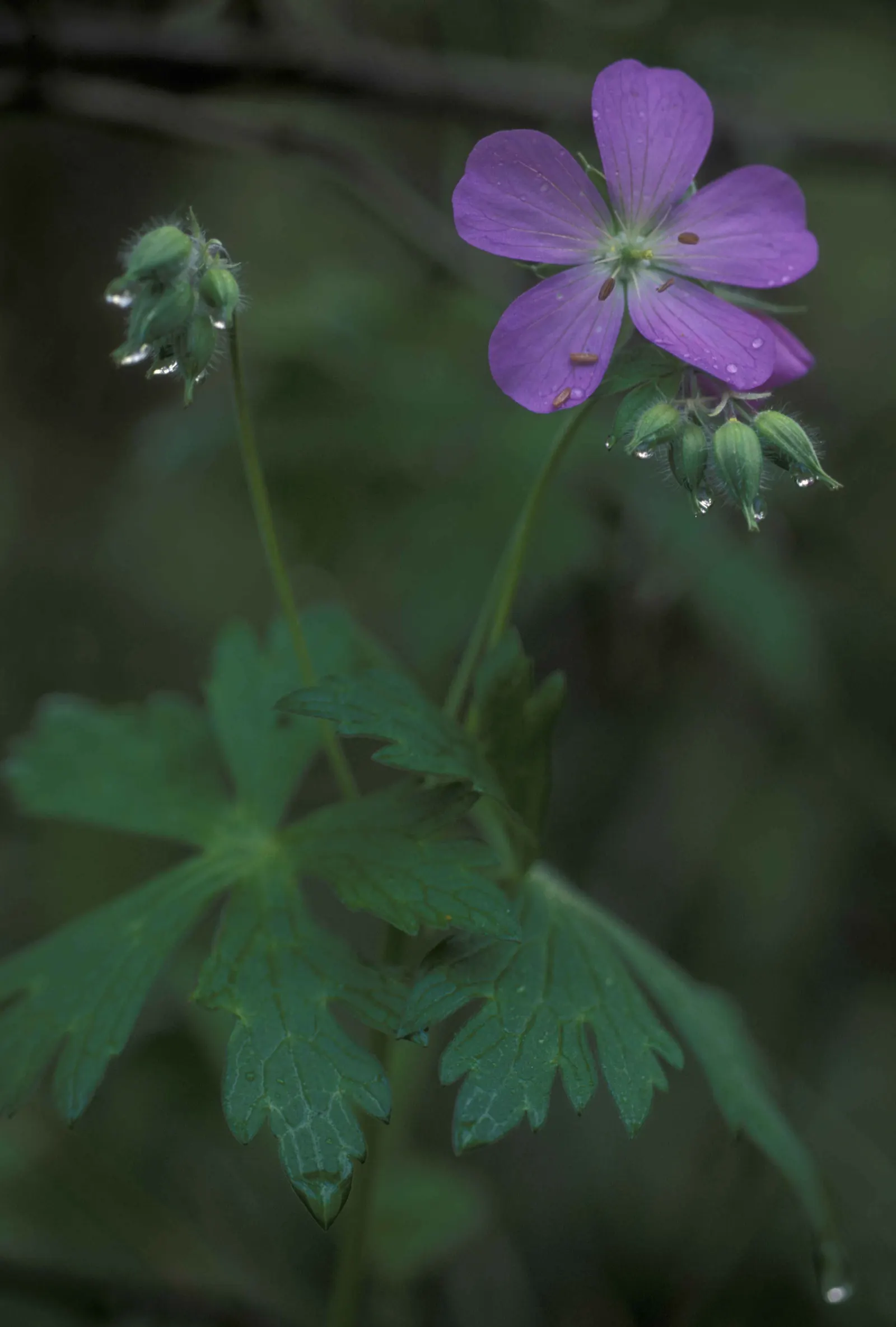 Wild Geranium (Geranium Maculatum) — Despite these preferences; this North American native thrives in USDA zones 3-8, image 66