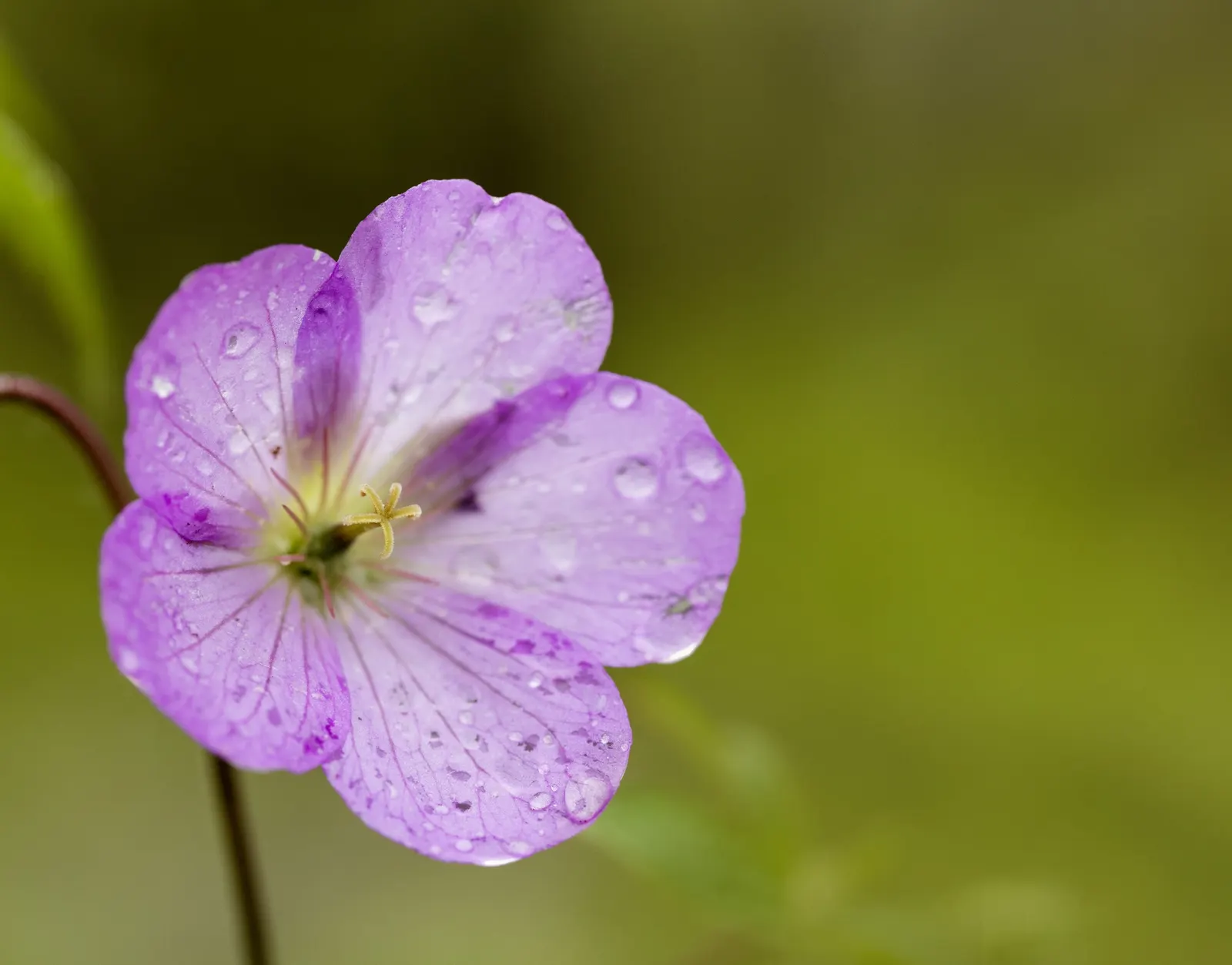 Wild Geranium (Geranium Maculatum) — It boasts distinctive 1.5-inch-wide lavender-pink flowers in spring and palmately lobed leaves; geranium, image 74