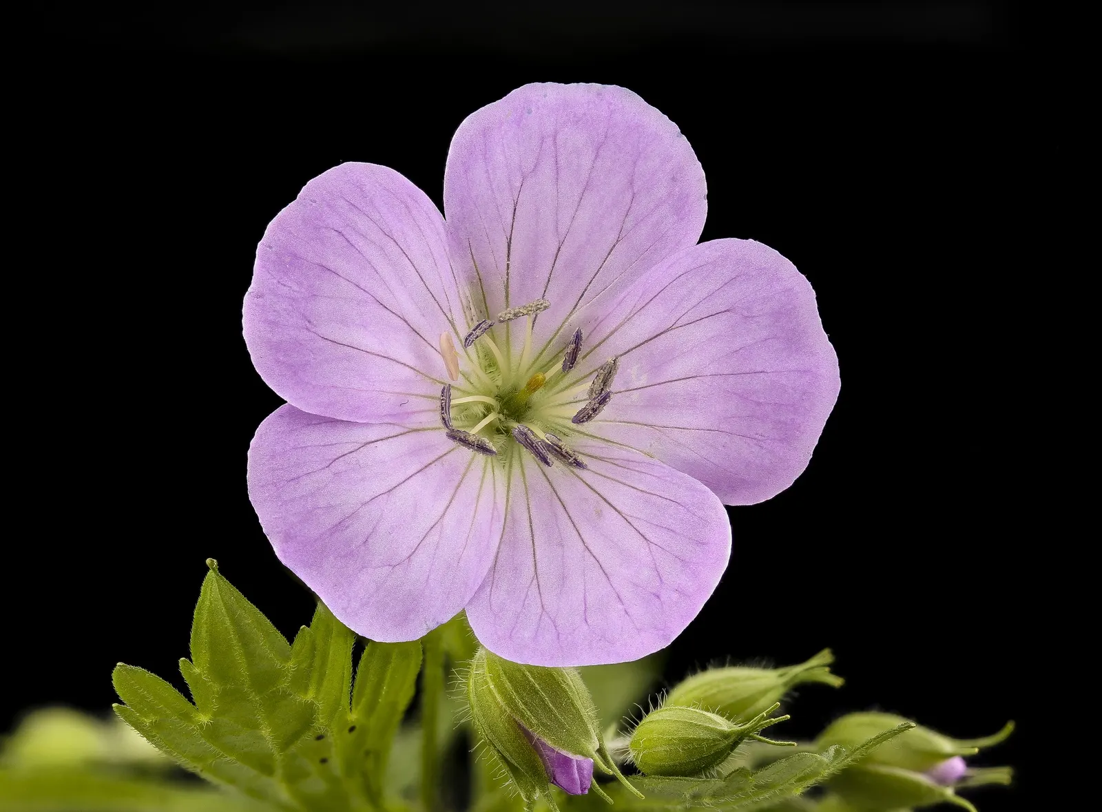 Wild Geranium (Geranium Maculatum) — is a charming perennial native to the eastern North American woodlands; casual feel to garden beds and, image 102