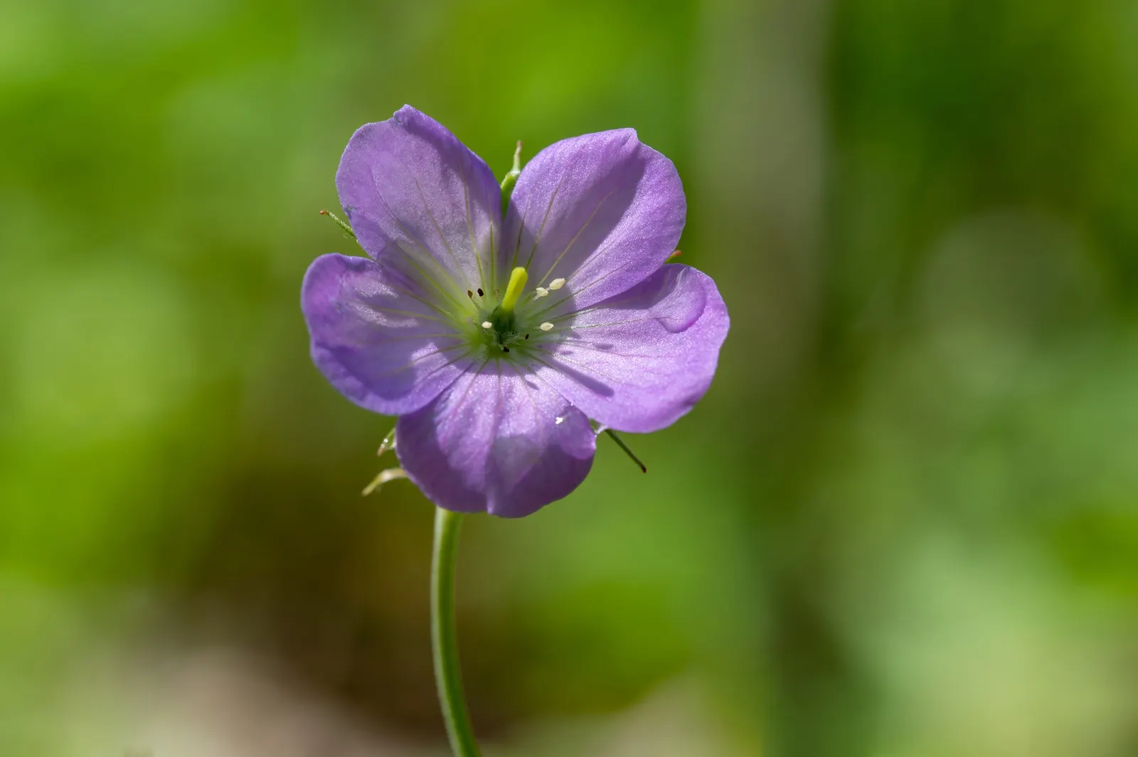 Wild Geranium (Geranium Maculatum) — is a charming perennial native to the eastern North American woodlands; casual feel to garden beds and