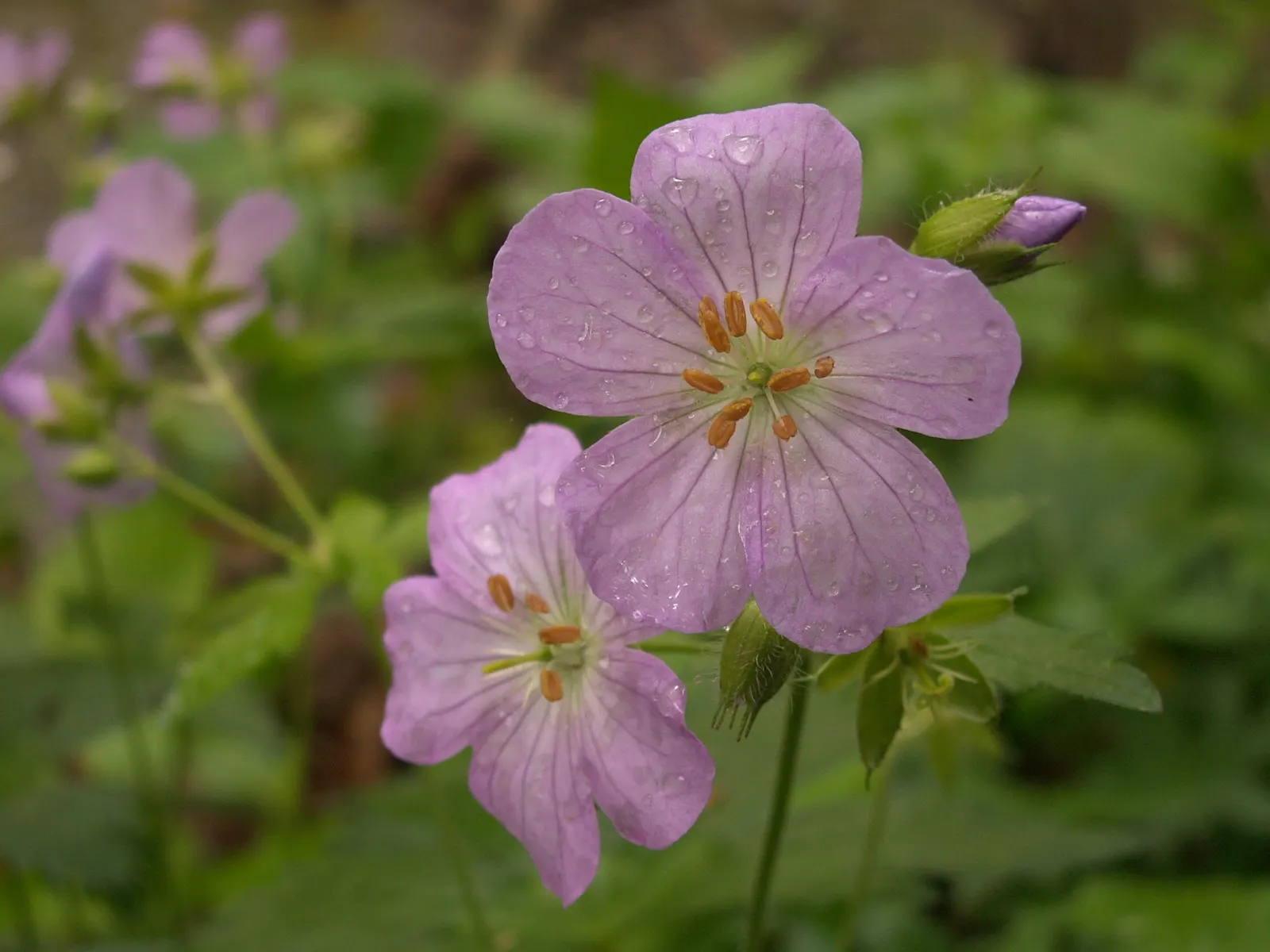 Wild Geranium (Geranium Maculatum) — Its clumping habit and foliage, which turns red in fall, make it an attractive ground cover option; this hardy, image 77