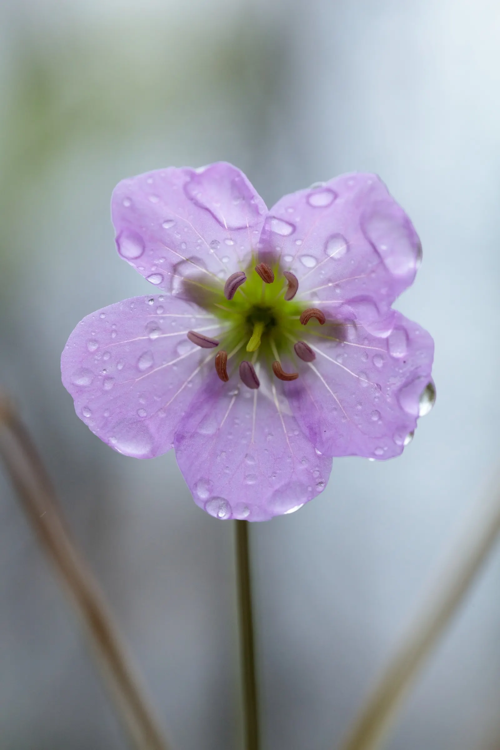 Wild Geranium (Geranium Maculatum) — This North American native thrives in USDA zones 3-8; despite these preferences, image 99