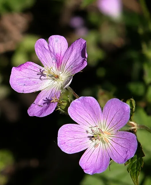 Wild Geranium (Geranium Maculatum) — Each leaf is marked with distinctive characteristics - they typically showcase a mottled or maculated pattern, image 81