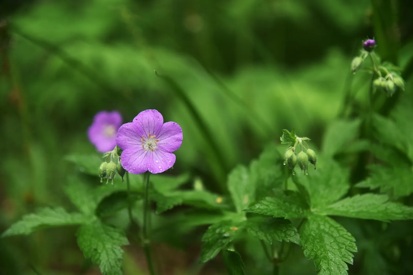 Wild Geranium (Geranium Maculatum) — Mature plants reach a stately height of about 18 to 24 inches; perennial with pink blooms, image 62