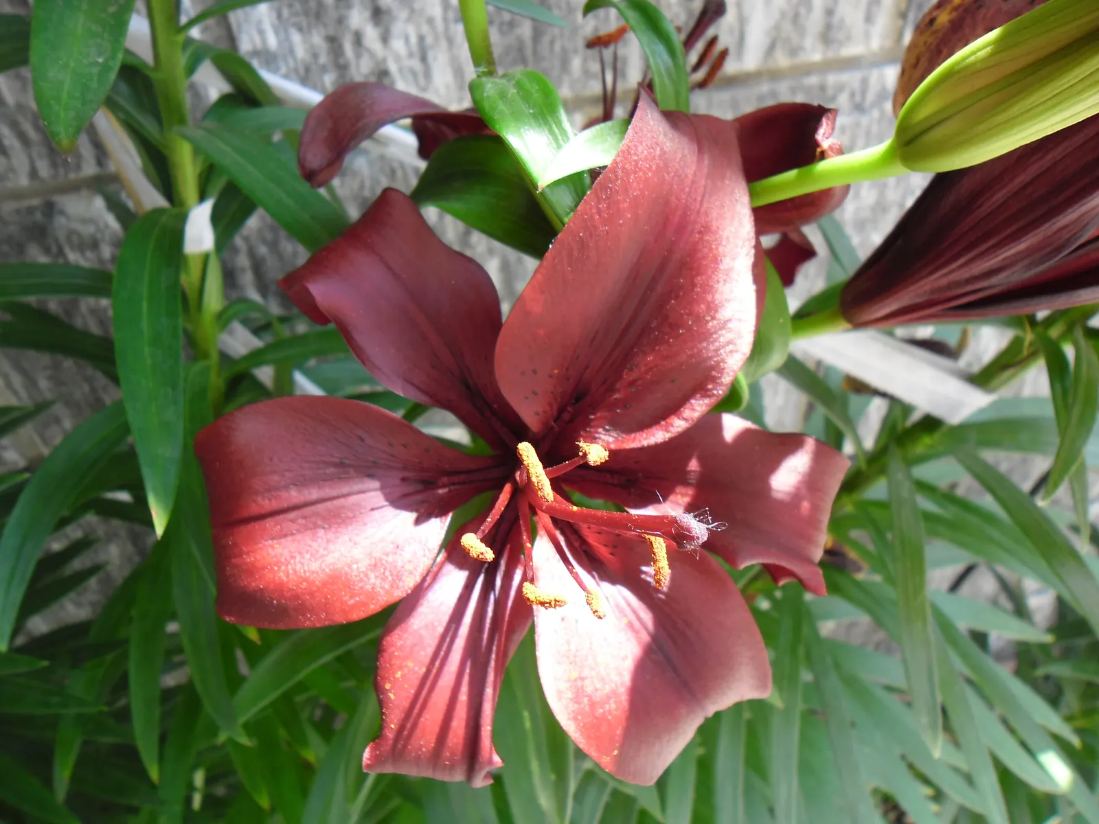 Lily Species (Lilium Hybrids) — consider using Lilium hybrids as focal points