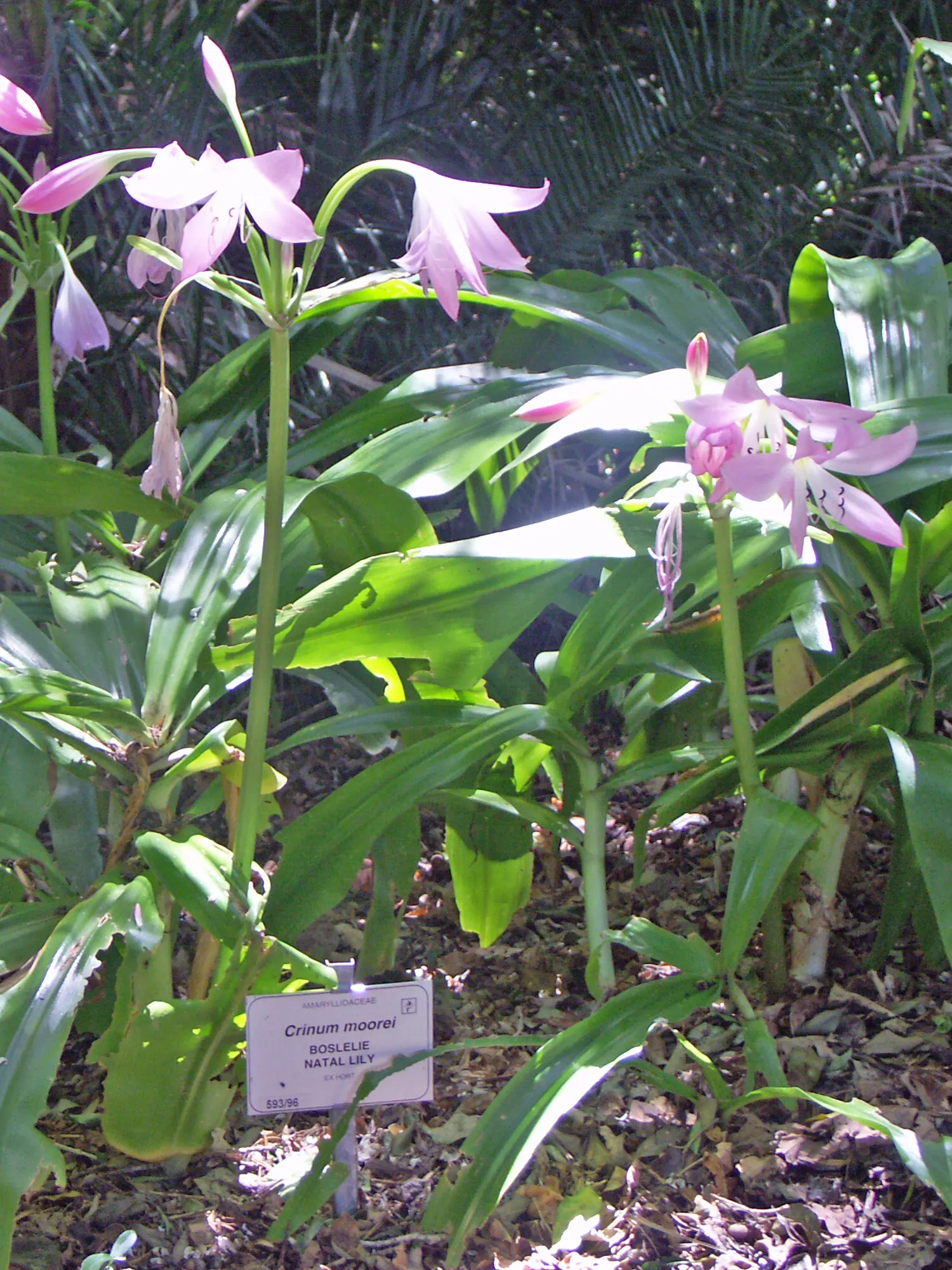 Lily Species (Lilium Hybrids) — These perennial bulbs flower mid-summer, offering a color range from whites to deep reds; commonly referred to as hybrid lilies