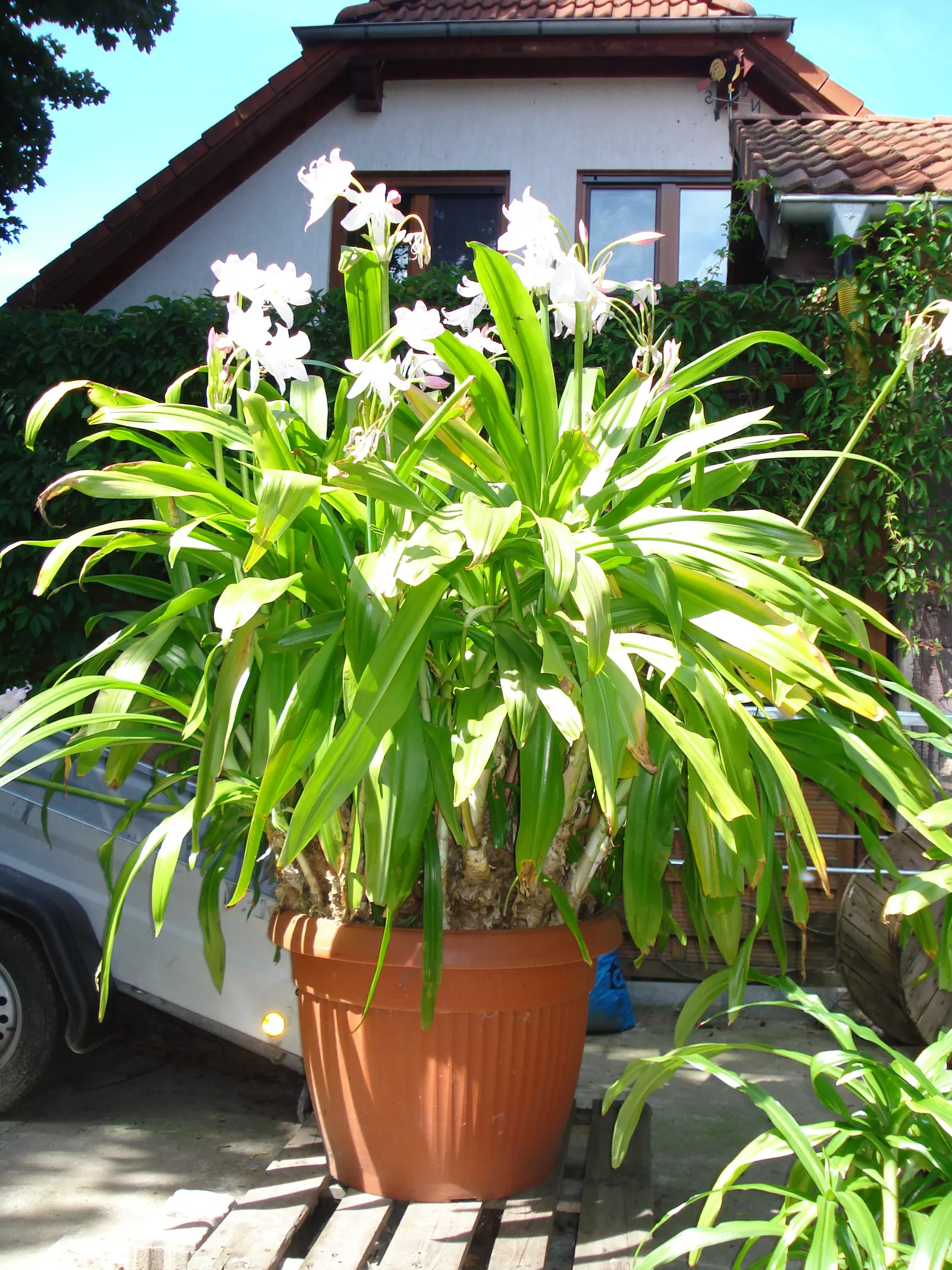 Lily Species (Lilium Hybrids) — Ideal for accents in beds and borders or as dramatic focal points; bulb for full or half, image 214