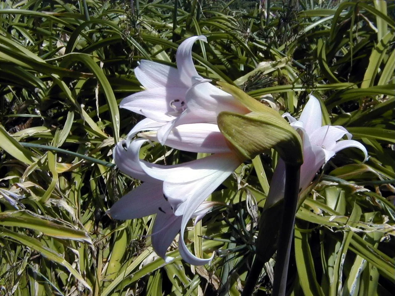 Lily Species (Lilium Hybrids) — To ensure a successful bloom, add a layer of mulch to conserve moisture and regulate soil temperature