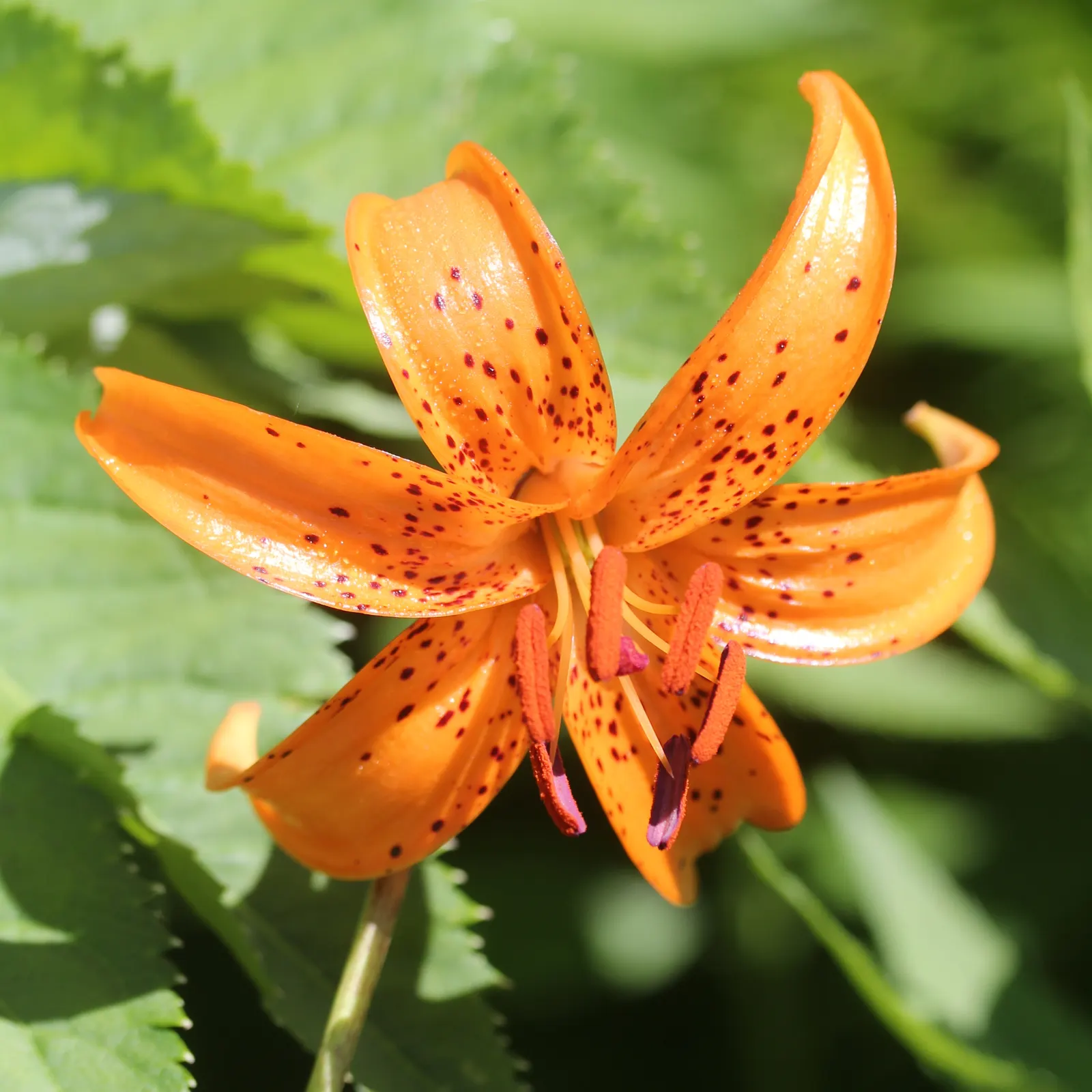 Lily Species (Lilium Hybrids) — commonly referred to as hybrid lilies; they thrive under full sun to partial shade conditions, requiring at least 6, image 216