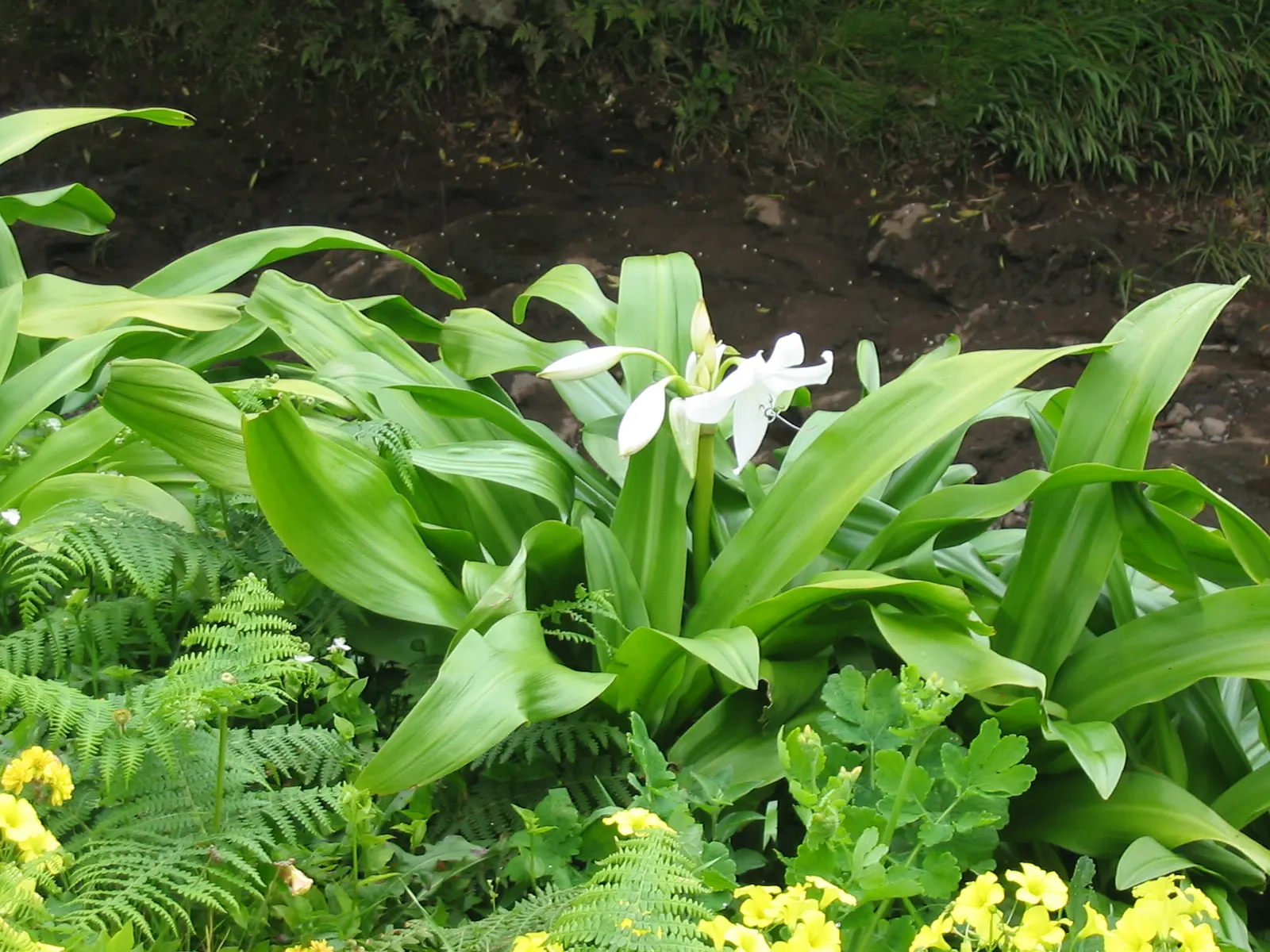 Lily Species (Lilium Hybrids) — Ideal for accents in beds and borders or as dramatic focal points; bulb for full or half, image 168