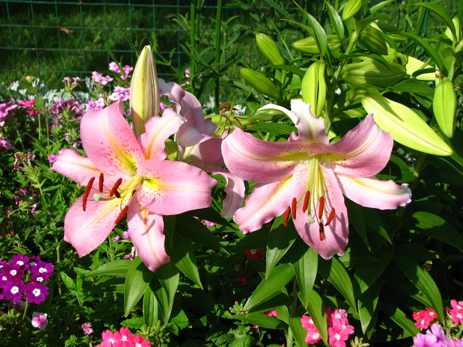 Lily Species (Lilium Hybrids) — bulb with multi-colored and white and yellow blooms; ranging from compact varieties at 2 to 3 feet to towering, image 137
