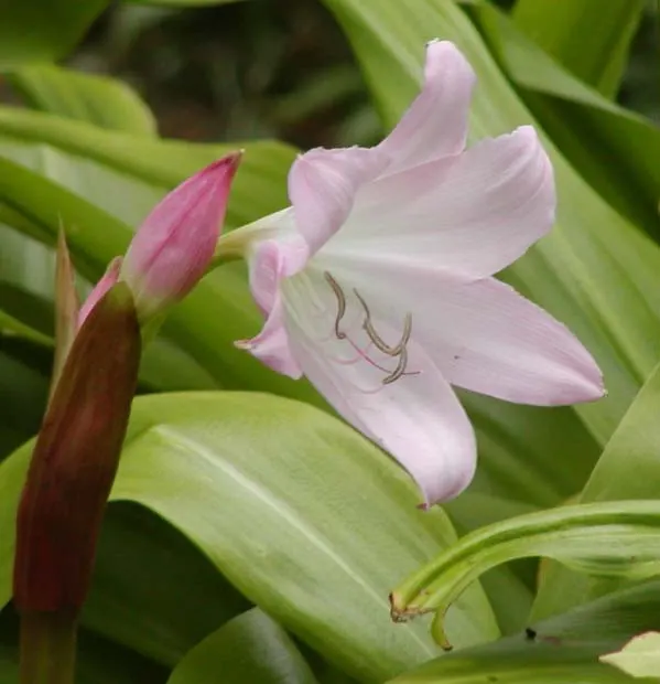Lily Species (Lilium Hybrids) — Annual mulching is advised to protect bulbs in winter; ideal for accents in beds and borders or as dramatic focal points