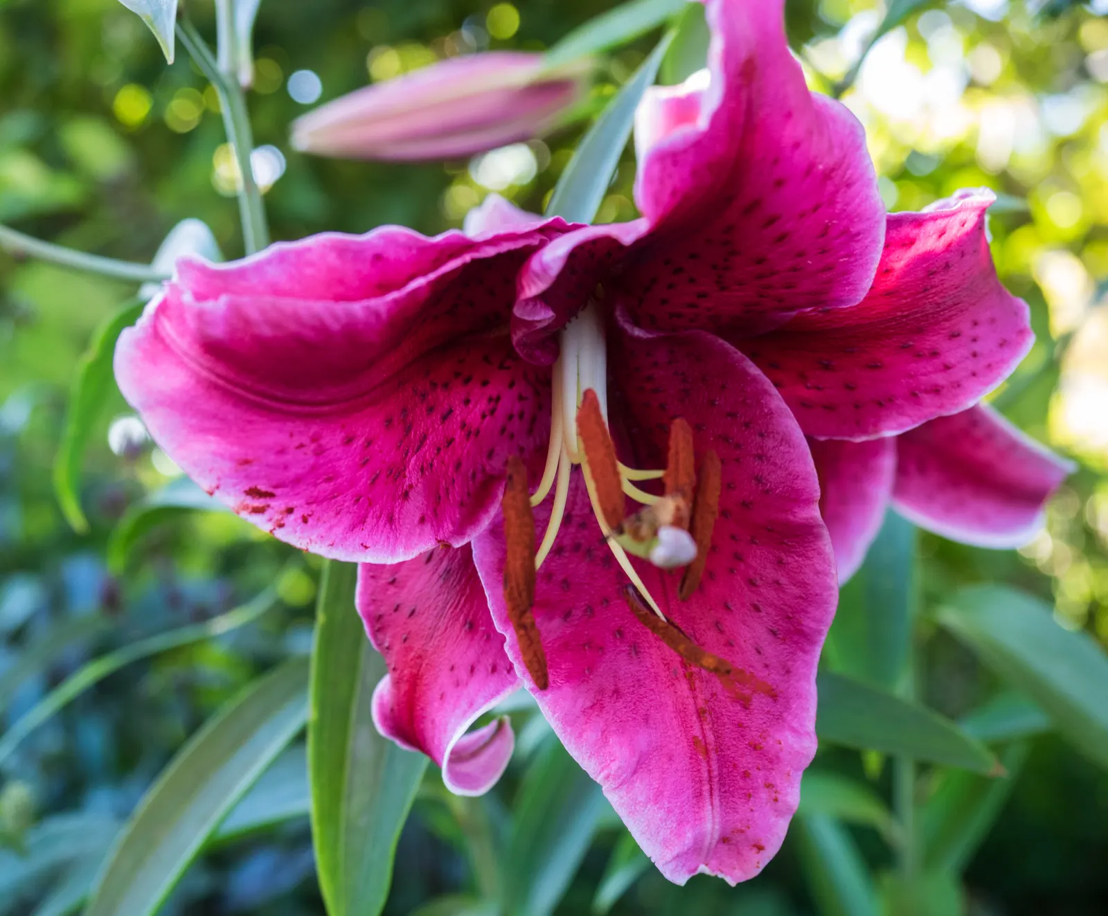 Lily Species (Lilium Hybrids) — can reach up to 6 feet in height; they're also superb for cut flower arrangements, enhancing the clients' enjoyment, image 141