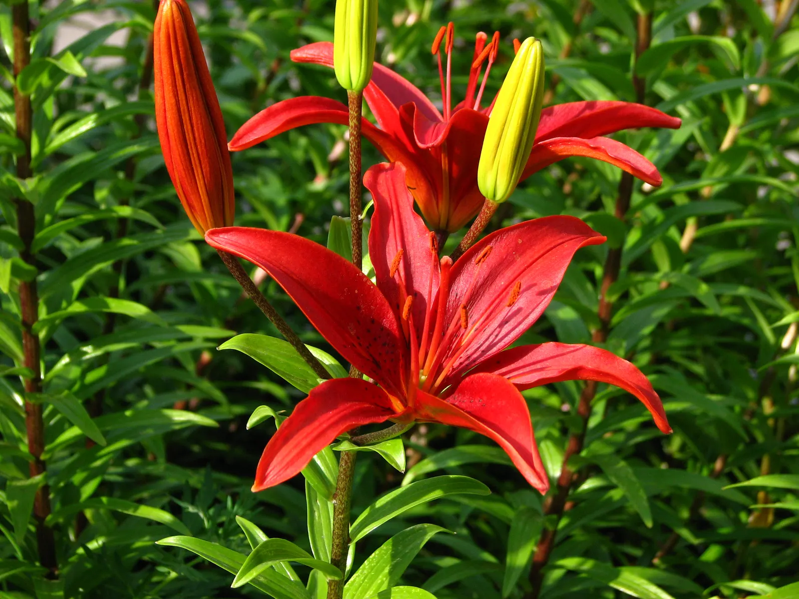 Lily Species (Lilium Hybrids) — They're also superb for cut flower arrangements, enhancing the clients' enjoyment beyond the garden space; annual, image 179