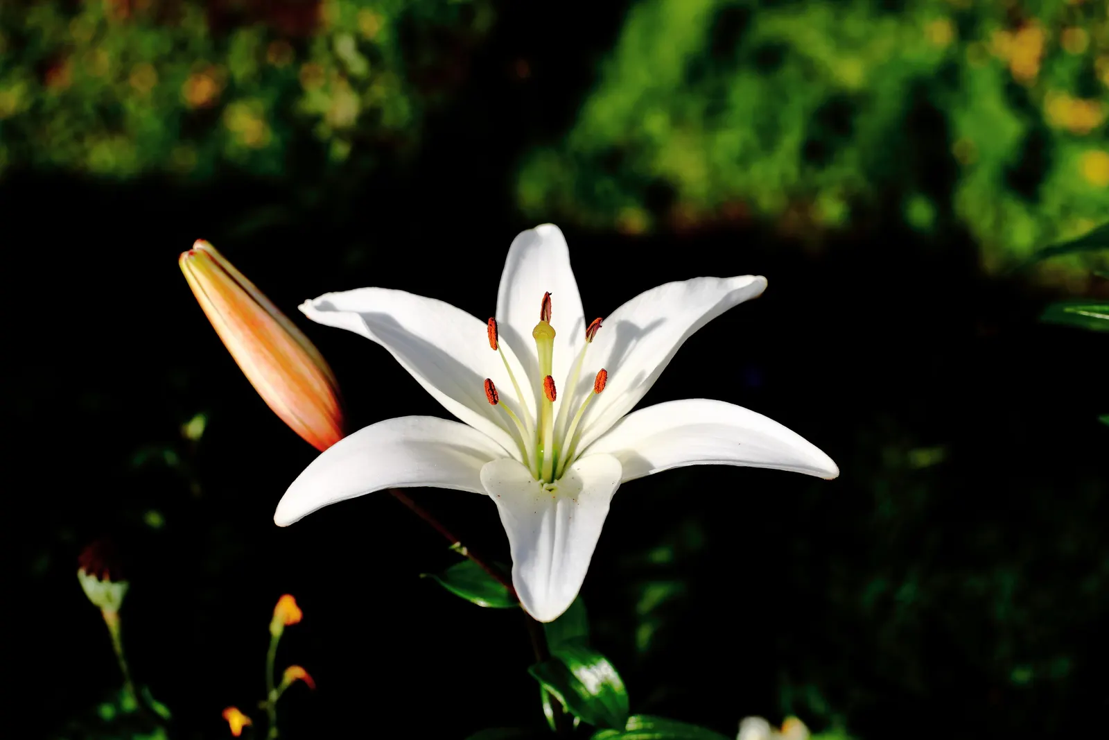 Lily Species (Lilium Hybrids) — These perennial bulbs flower mid-summer, offering a color range from whites to deep reds; commonly referred to as, image 74