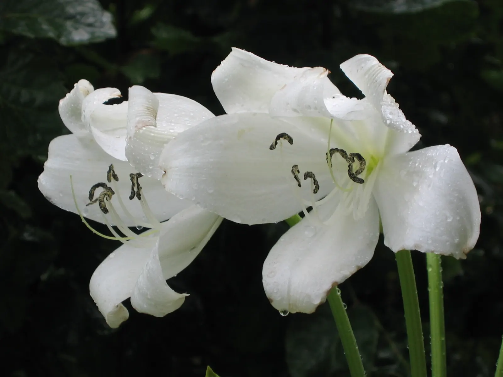 Lily Species (Lilium Hybrids) — or to create dramatic backdrops when planted en masse
