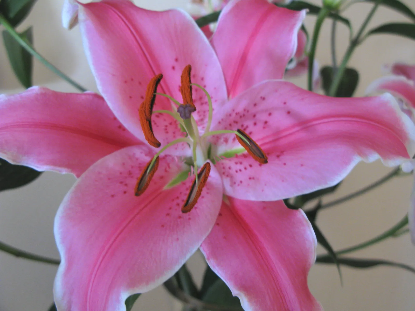 Lily Species (Lilium Hybrids) — with blossom sizes approximately 6 inches across; esteemed for their vibrant blooms, image 211
