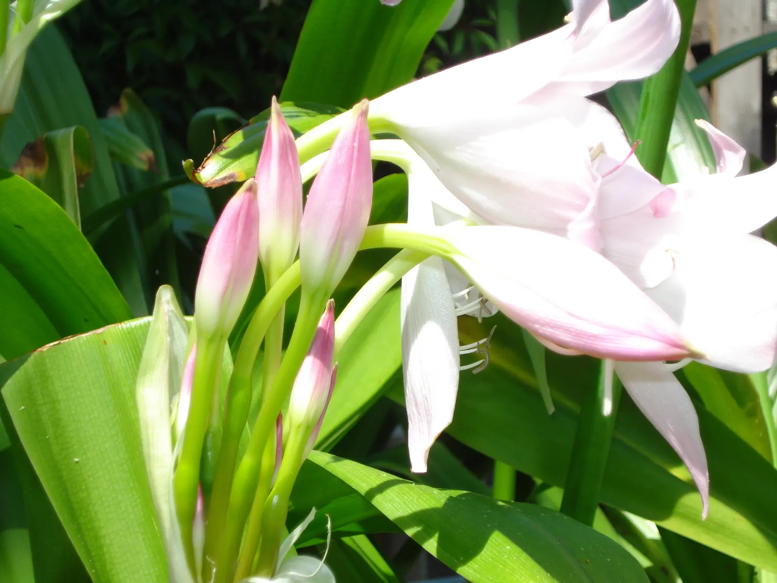 Lily Species (Lilium Hybrids) — esteemed for their vibrant blooms; these hybrids have been selectively bred to enhance particular features such as, image 186