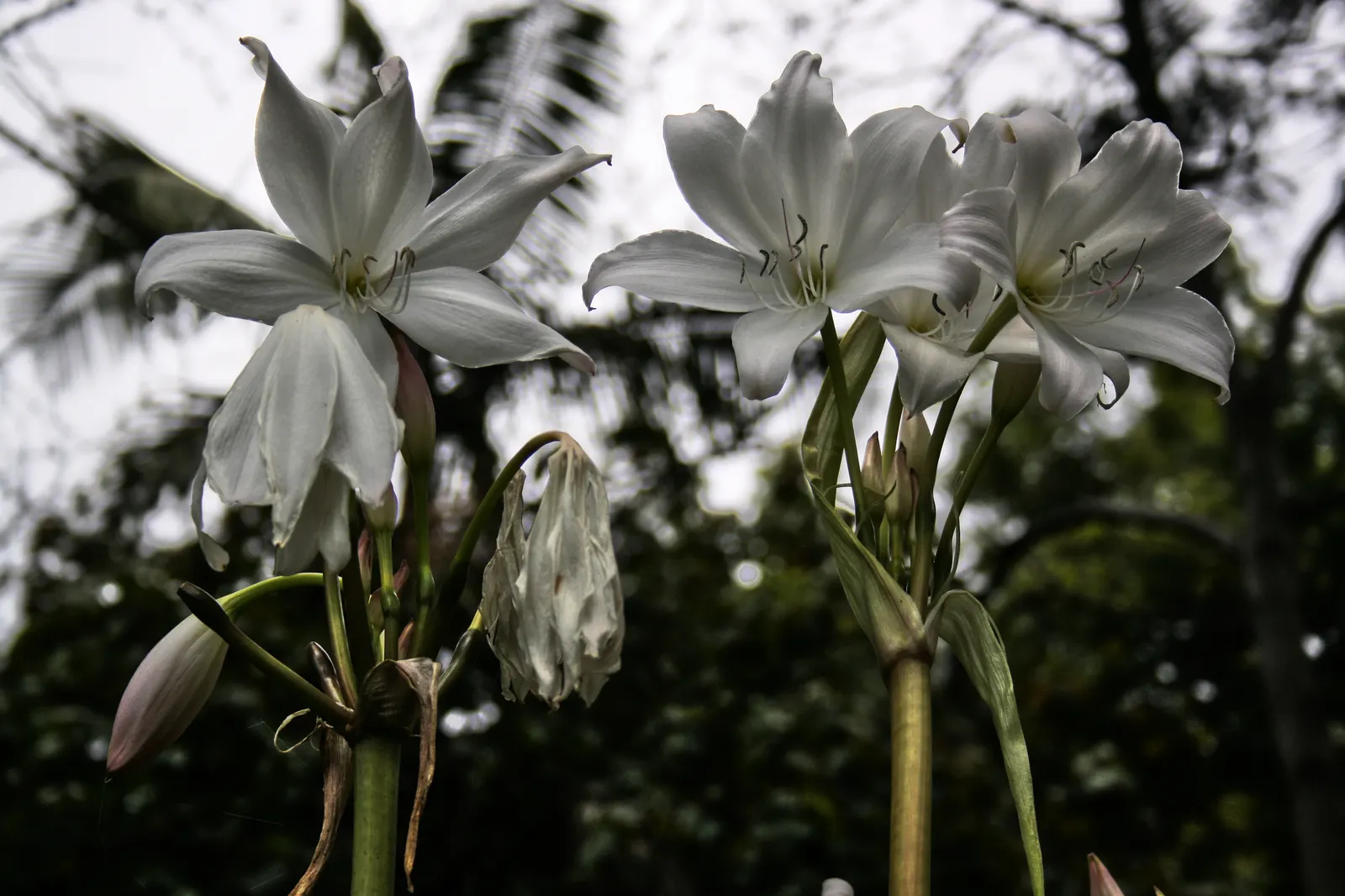 Lily Species (Lilium Hybrids) — Prefer well-drained soil and full sun to partial shade