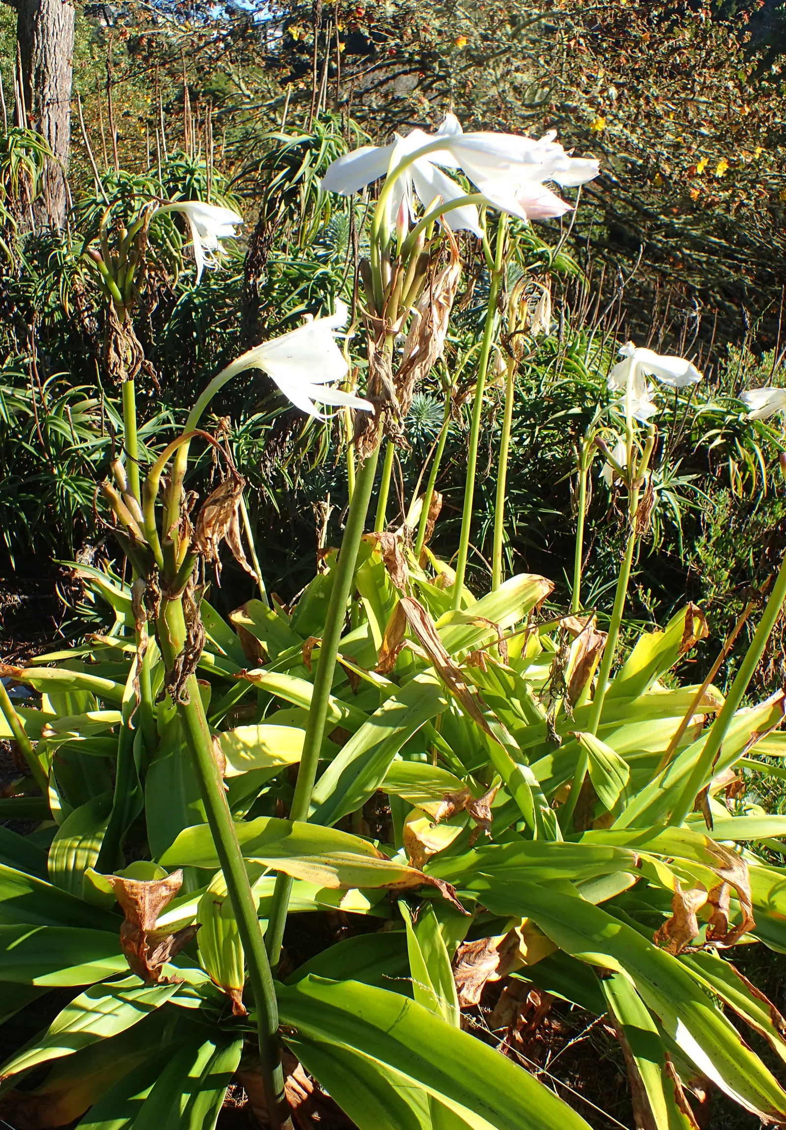 Lily Species (Lilium Hybrids) — bulb with multi-colored and white and yellow blooms; ranging from compact varieties at 2 to 3 feet to towering, image 114