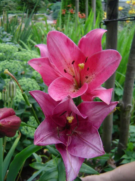 Lily Species (Lilium Hybrids) — bulb for full or half; often fragrant flowers that can captivate the senses and elevate the aesthetic of any garden, image 161