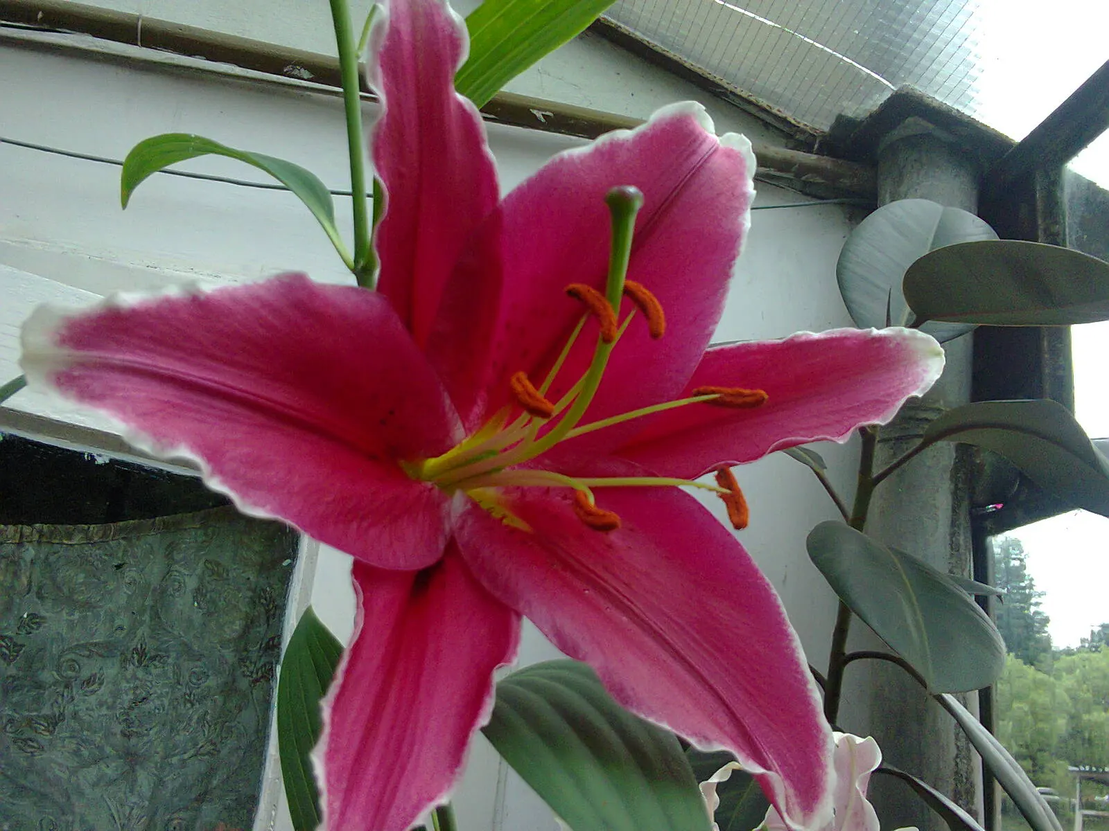 Lily Species (Lilium Hybrids) — or to create dramatic backdrops when planted en masse; brief Description for Landscape Design Portfolio:\n\nLilium, image 178