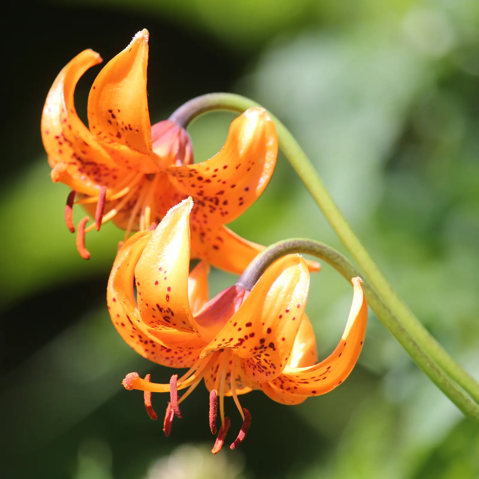 Lily Species (Lilium Hybrids) — with blossom sizes approximately 6 inches across; esteemed for their vibrant blooms, image 96
