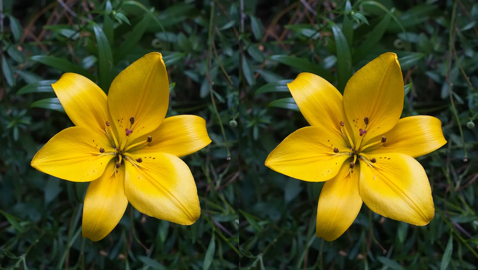 Lily Species (Lilium Hybrids) — often fragrant flowers that can captivate the senses and elevate the aesthetic of any garden; bulb with, image 66