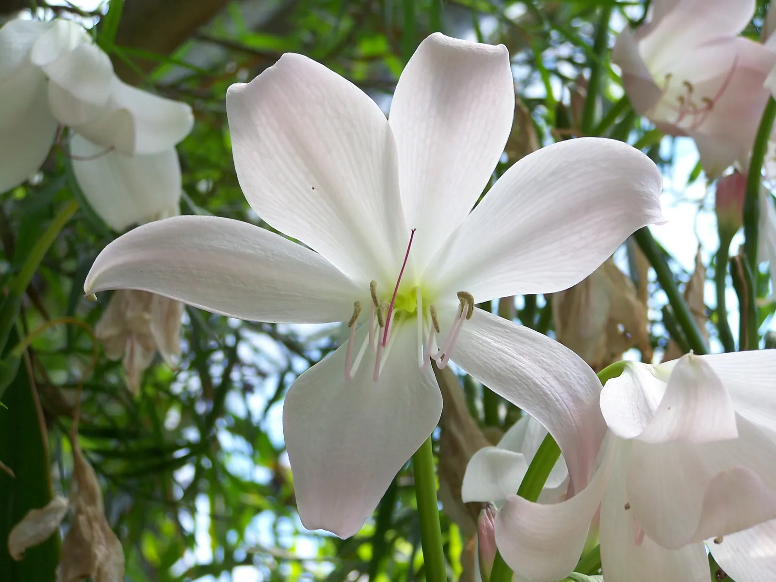 Lily Species (Lilium Hybrids) — you'll find their versatility in design and height variance, image 58