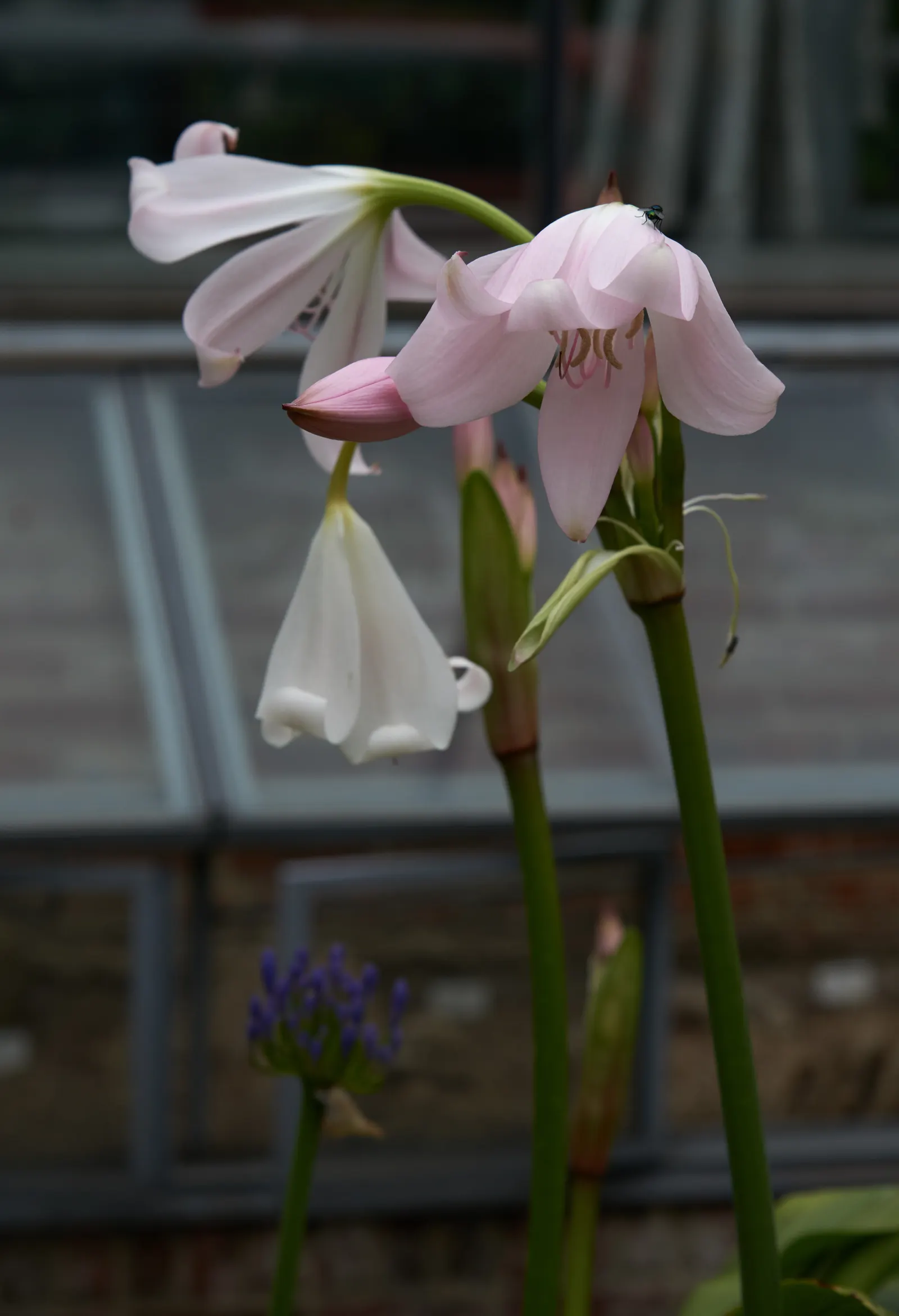 Lily Species (Lilium Hybrids) — Prefer well-drained soil and full sun to partial shade; consider using Lilium hybrids as focal points, image 52