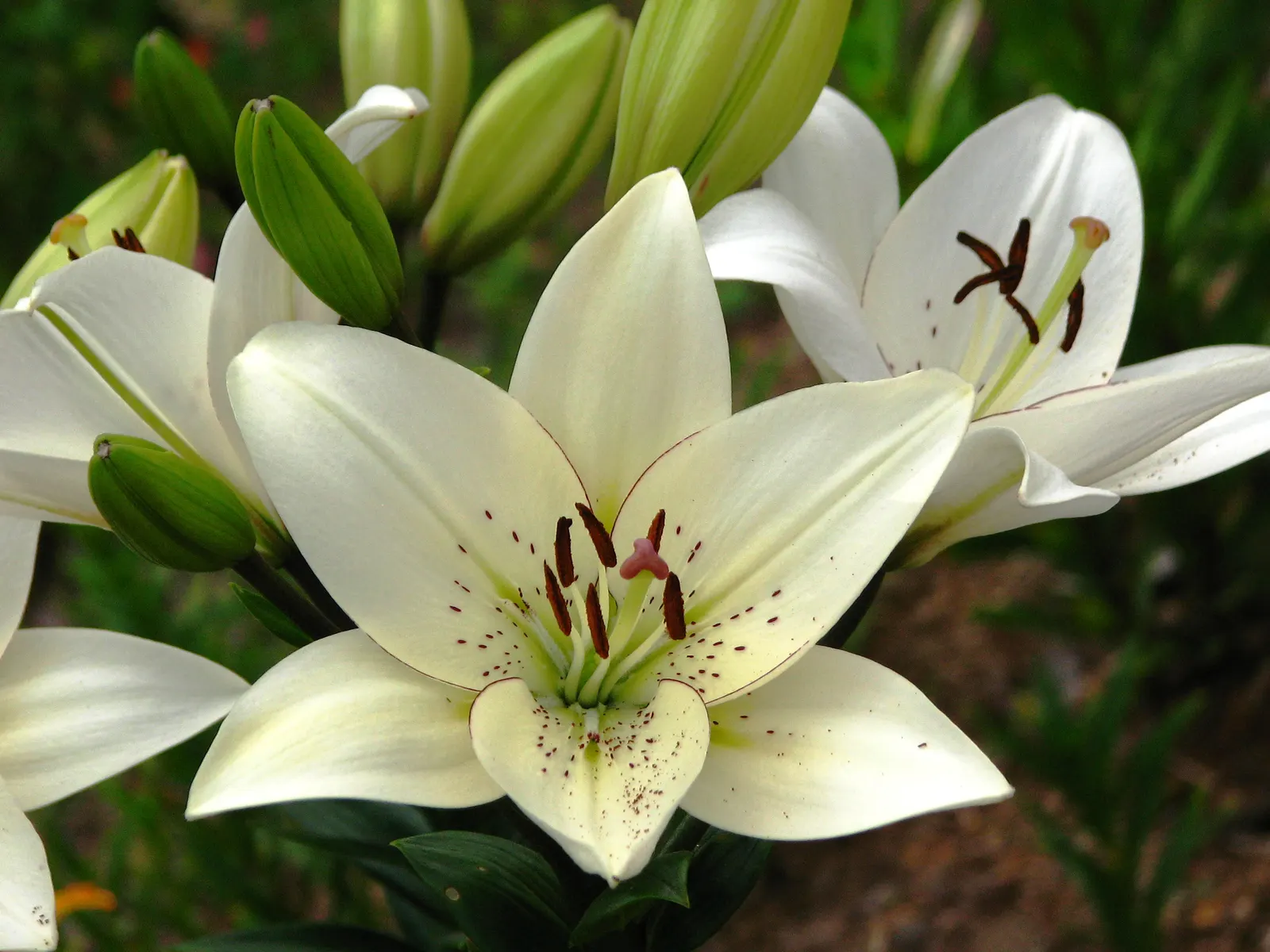 Lily Species (Lilium Hybrids) — multi-colored and white and yellow flowers in the garden; prefer well-drained soil and full sun to partial shade, image 159