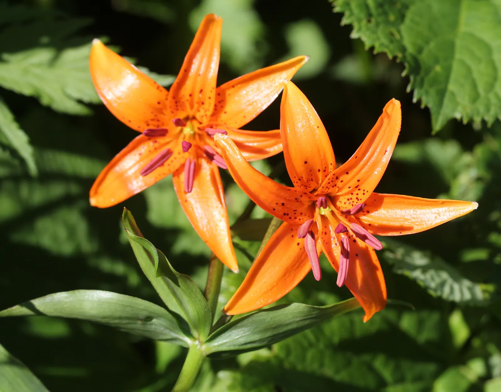 Lily Species (Lilium Hybrids) — ranging from compact varieties at 2 to 3 feet to towering types reaching up to 6 feet; to ensure a successful, image 128
