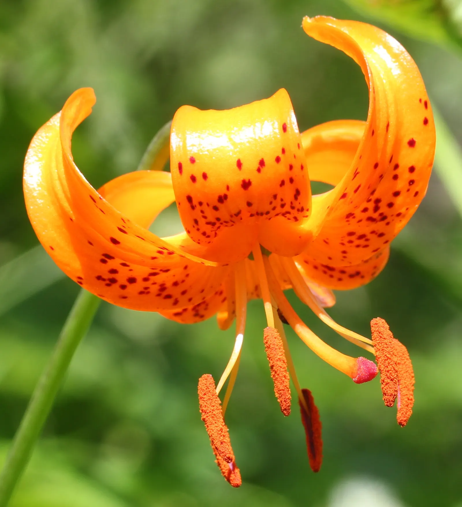 Lily Species (Lilium Hybrids) — bulb for full or half; often fragrant flowers that can captivate the senses and elevate the aesthetic of any garden, image 69