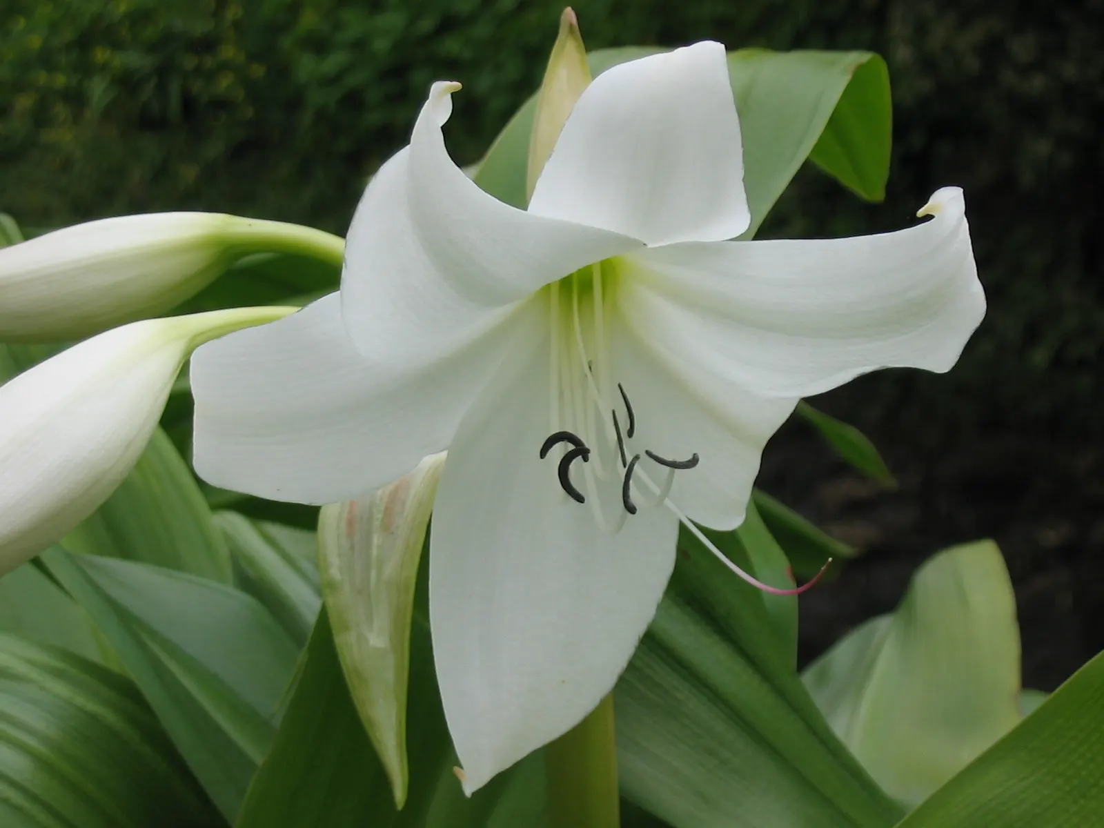 Lily Species (Lilium Hybrids) — To ensure a successful bloom, add a layer of mulch to conserve moisture and regulate soil temperature; hybrid, image 180