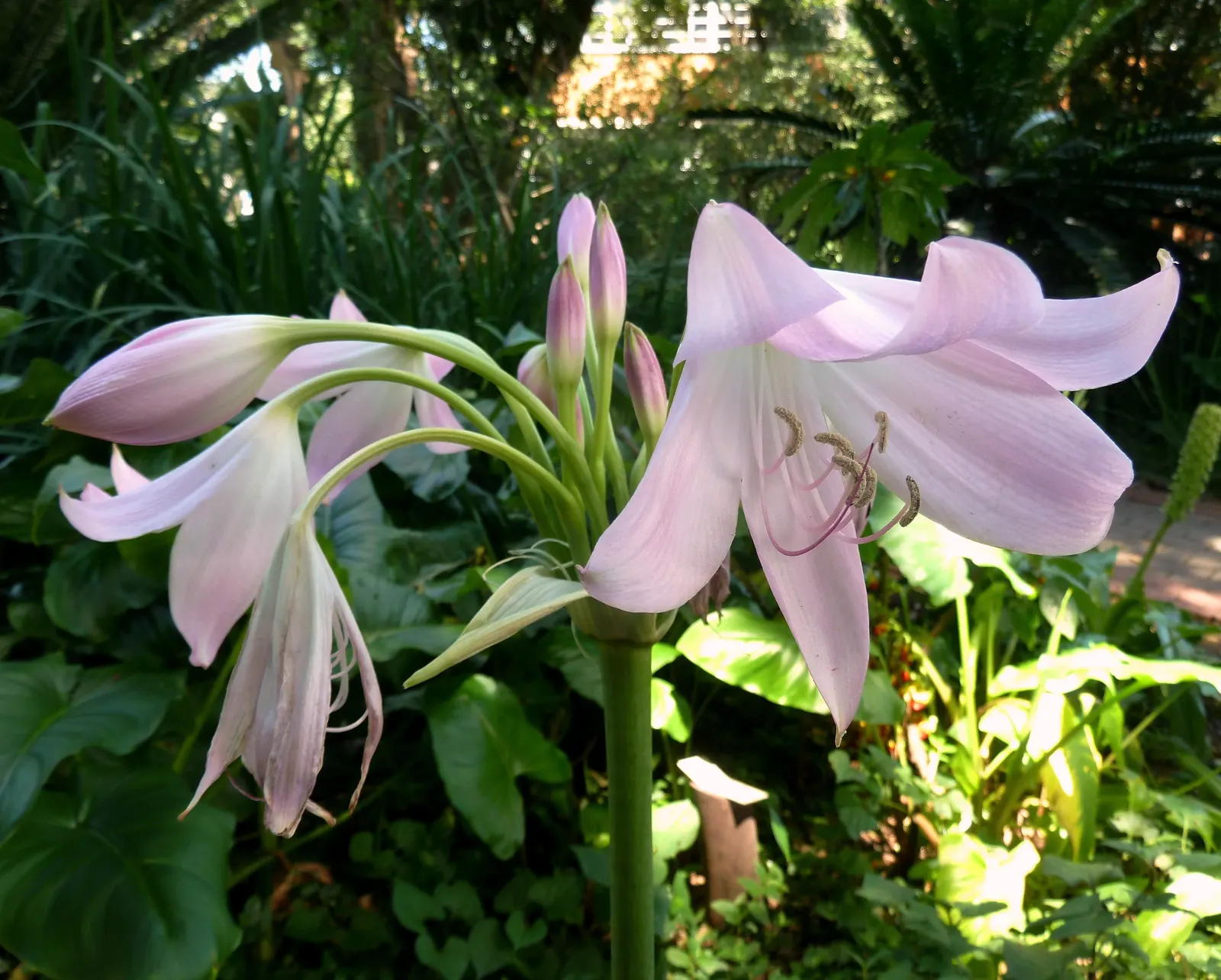 Lily Species (Lilium Hybrids) — esteemed for their vibrant blooms; these hybrids have been selectively bred to enhance particular features such as, image 140