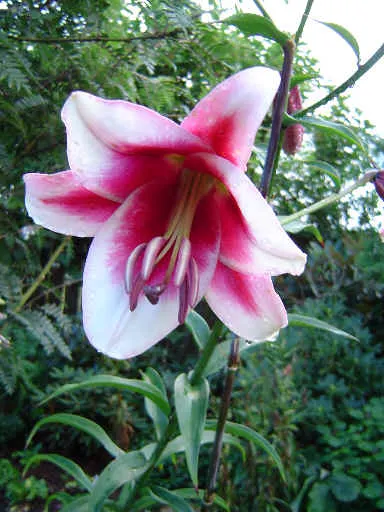 Lily Species (Lilium Hybrids) — Brief Description for Landscape Design Portfolio:\n\nLilium hybrids; with blossom sizes approximately 6 inches, image 116