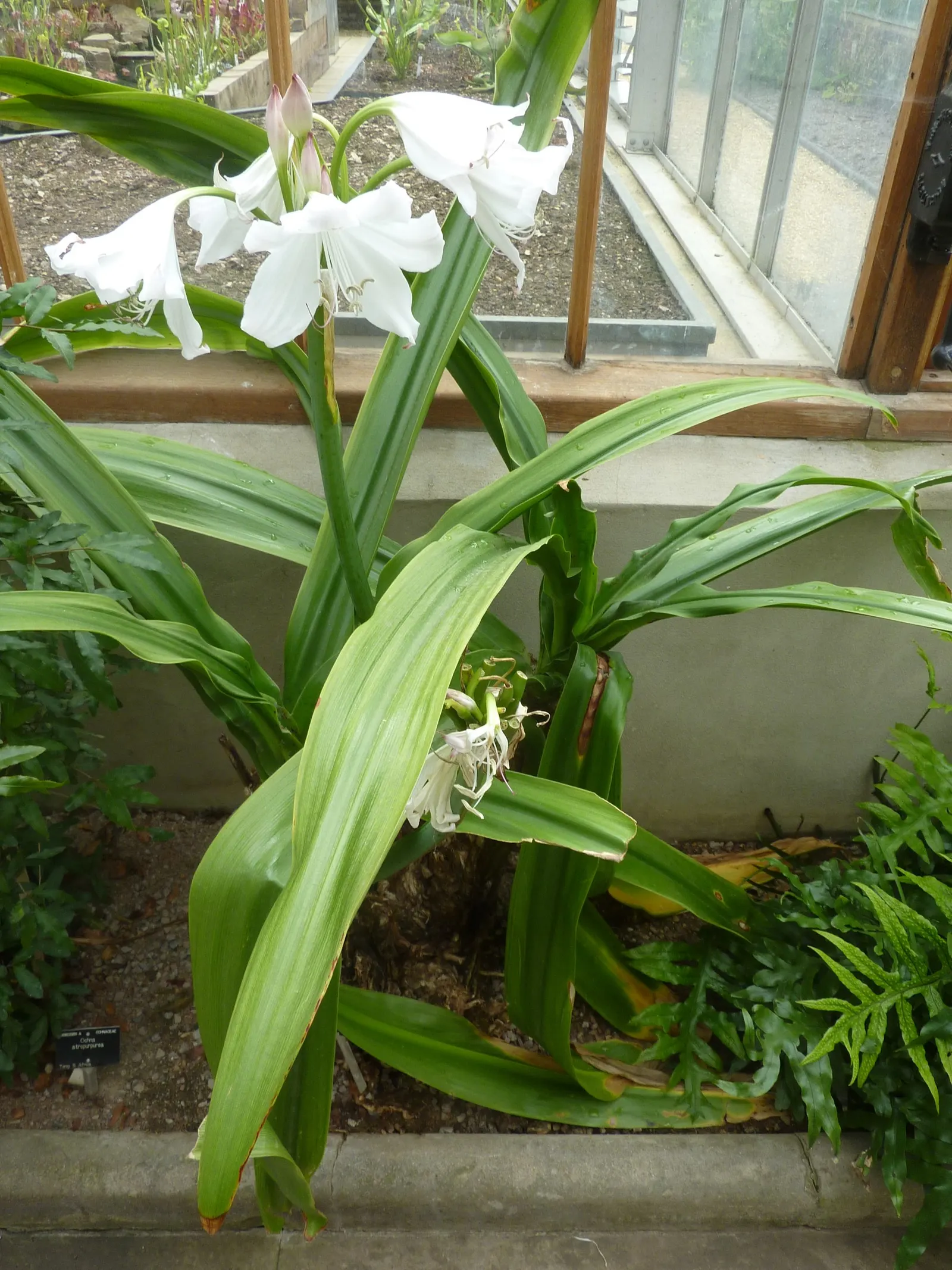 Lily Species (Lilium Hybrids) — these hybrids have been selectively bred to enhance particular features such as color; these perennial bulbs flower, image 172