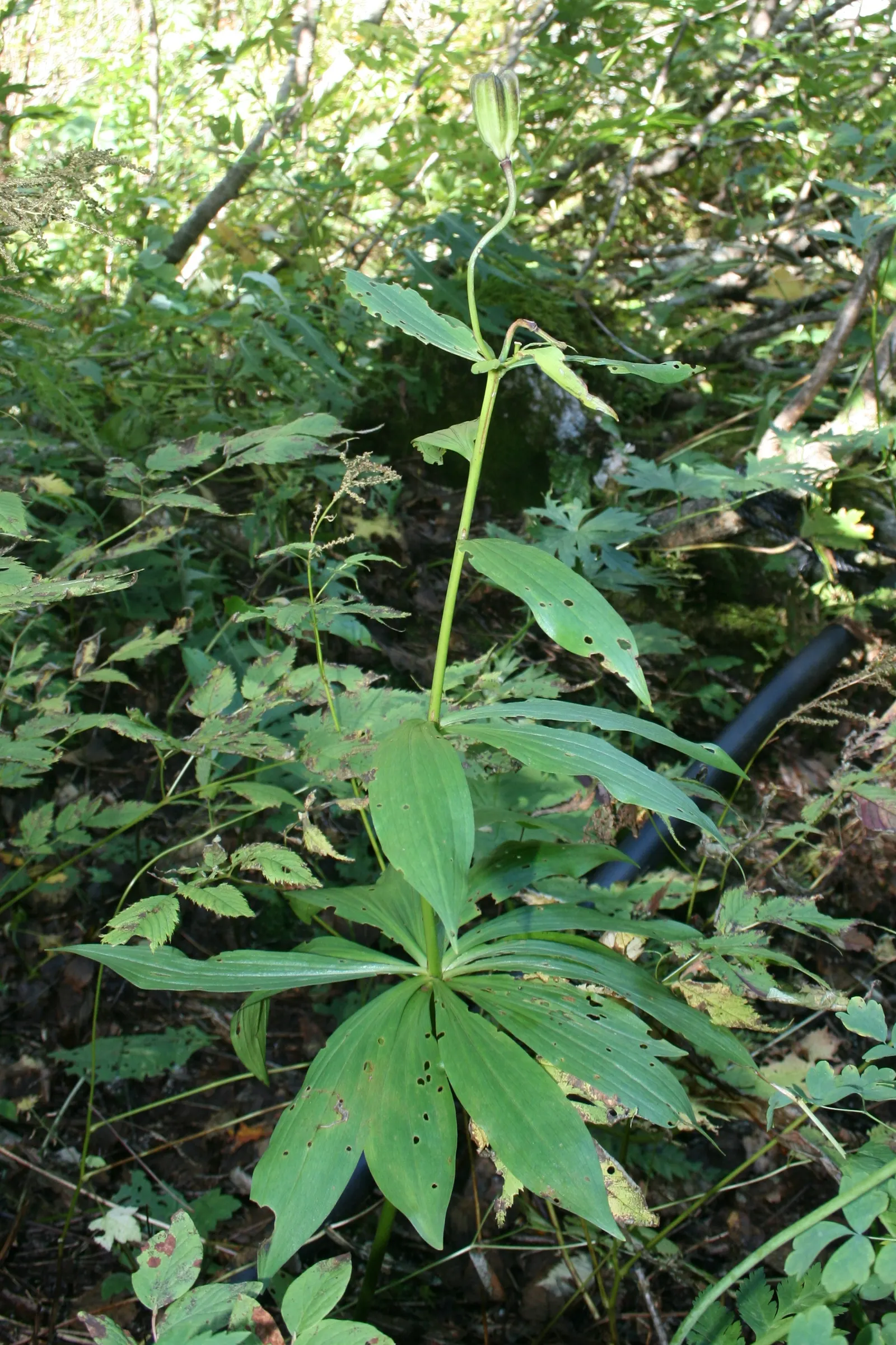 Lily Species (Lilium Hybrids) — ranging from compact varieties at 2 to 3 feet to towering types reaching up to 6 feet; to ensure a successful bloom, add a