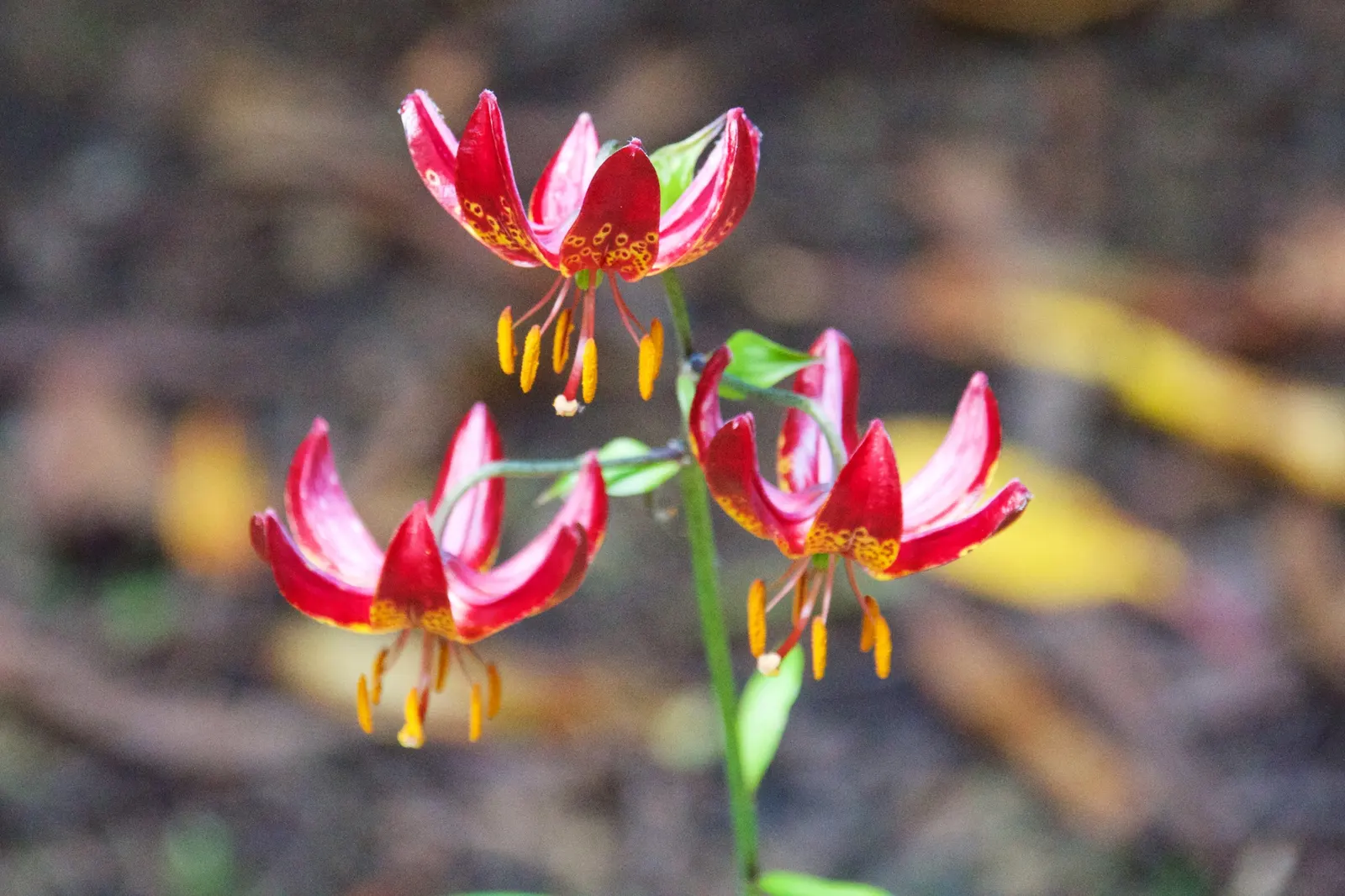 Lily Species (Lilium Hybrids) — multi-colored and white and yellow flowers in the garden; prefer well-drained soil and full sun to partial shade, image 67