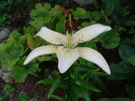 Lily Species (Lilium Hybrids) — can reach up to 6 feet in height; they're also superb for cut flower arrangements, enhancing the clients' enjoyment, image 118