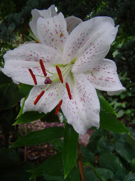 Lily Species (Lilium Hybrids) — or to create dramatic backdrops when planted en masse; brief Description for Landscape Design Portfolio:\n\nLilium, image 224