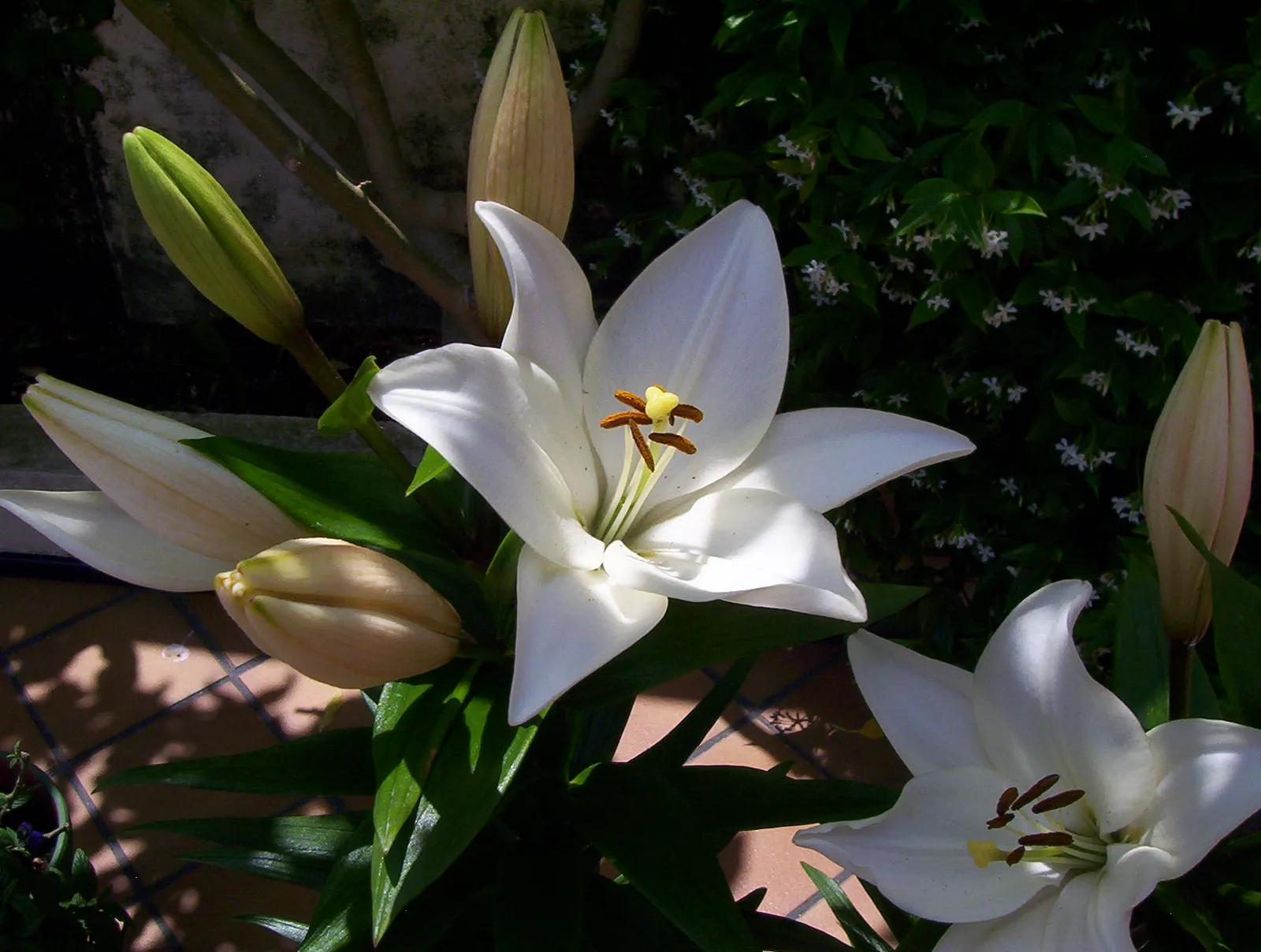 Lily Species (Lilium Hybrids) — Annual mulching is advised to protect bulbs in winter; ideal for accents in beds and borders or as dramatic focal, image 146